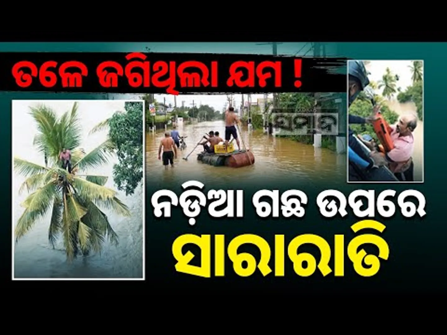 Terrifying Flood! Man Spends Whole Night on Coconut Tree | Vayuveer’s Miracle Rescue | Sambad