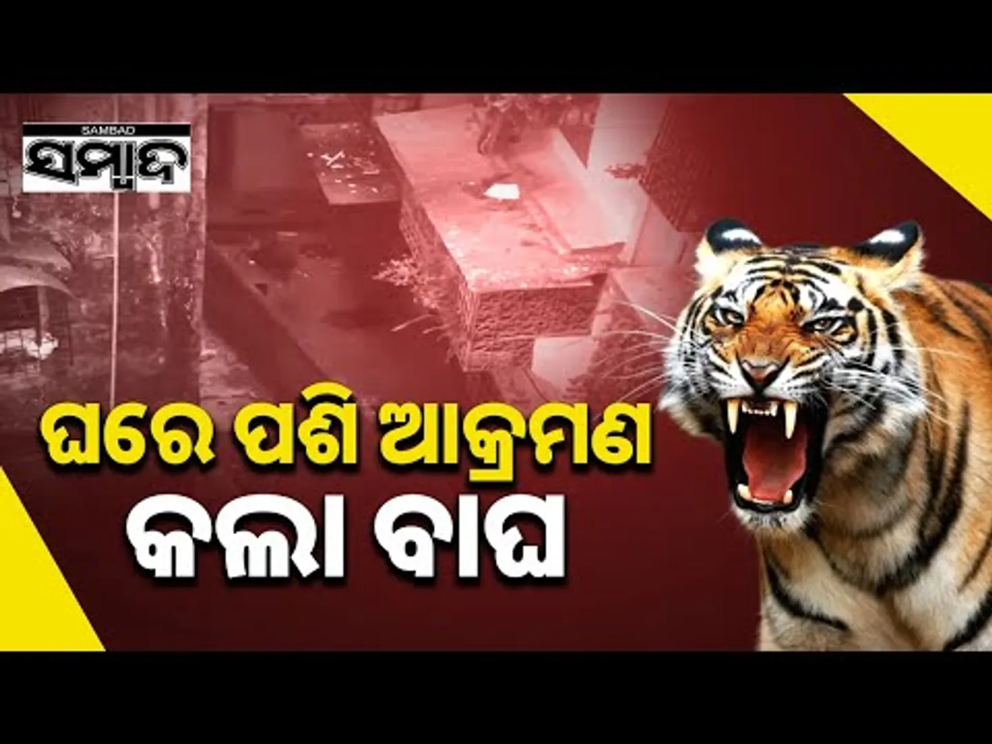 ଘରେ ପଶି ଆକ୍ରମଣ କଲା ବାଘ || Panic Gripped As Leopard Enters Residential Building || Sambad