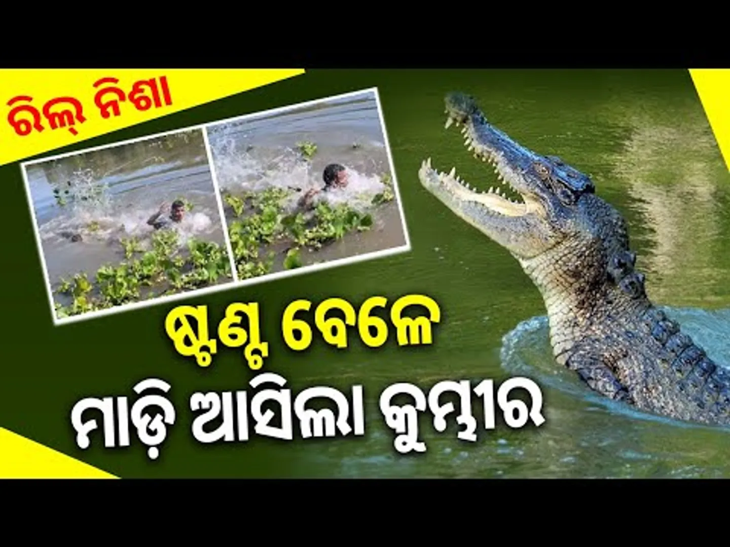 ଷ୍ଟଣ୍ଟ ବେଳେ ମାଡ଼ି ଆସିଲା କୁମ୍ଭୀର | Youth Risk Life for Social Media Fame | Crocodile Incident | Sambad