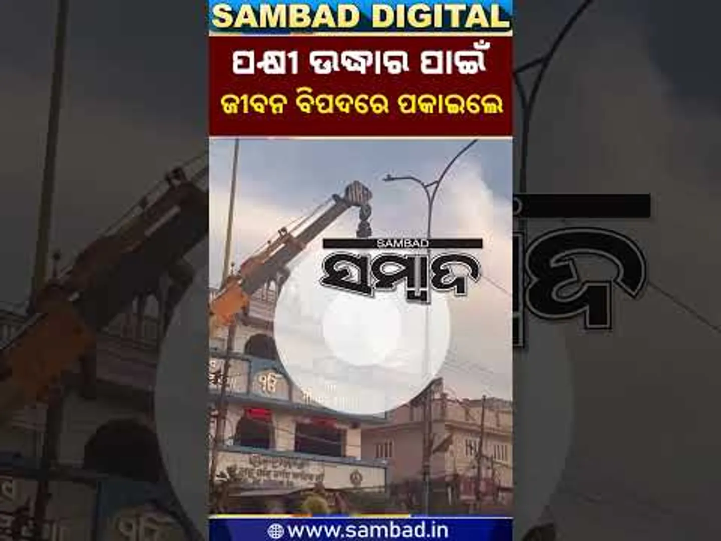 ମୃତ୍ୟୁର ଫାସରେ ଫସିଥିଲା ପକ୍ଷୀ: Brave Youth Saves Trapped Bird | Viral Video  | Sambad
