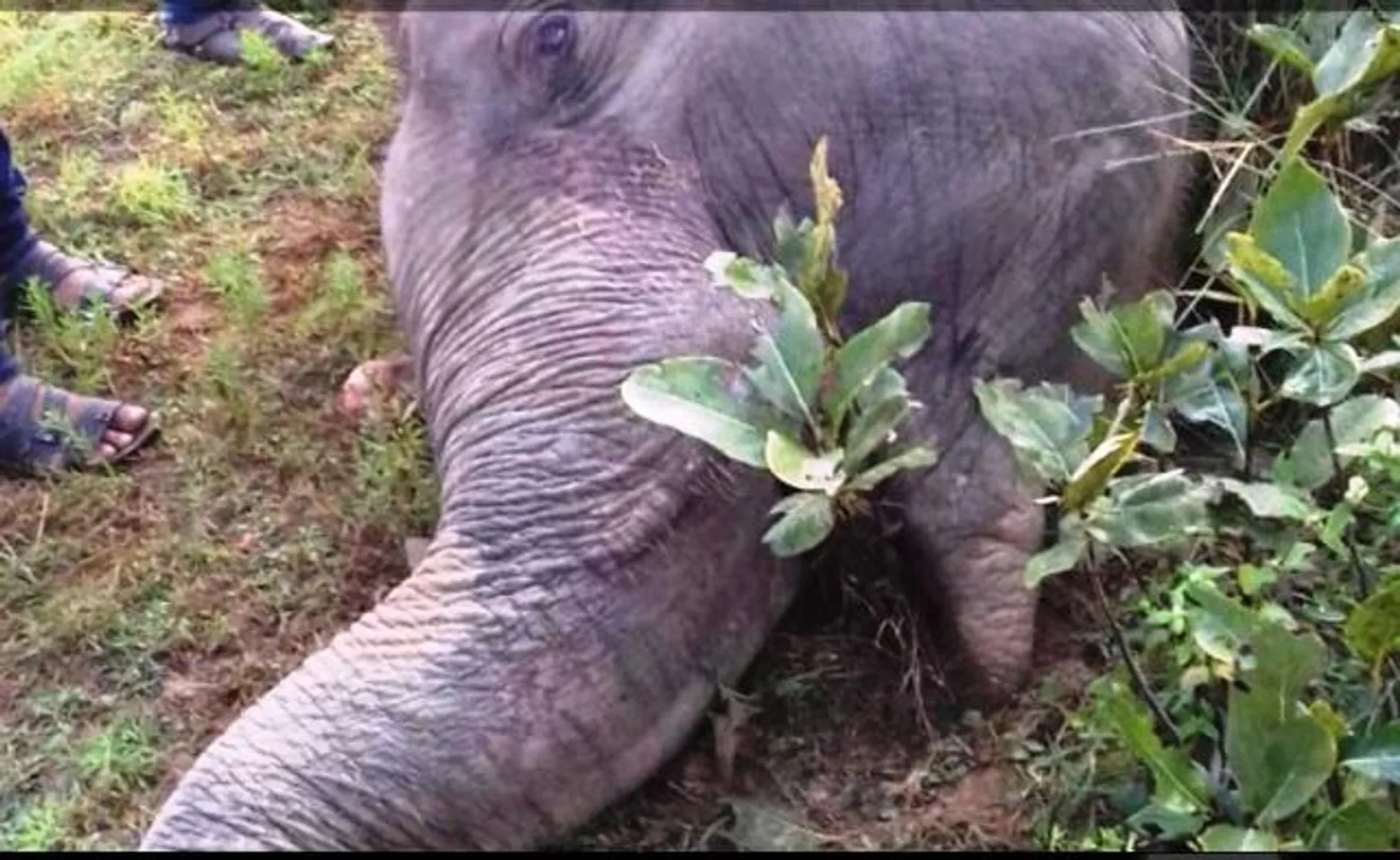 ଝାରସୁଗୁଡ଼ା: ଟ୍ରେଞ୍ଚ୍‌ରେ ପଡ଼ି ଓ ବିଦ୍ୟୁତ ଆଘାତରେ ୨ଟି ହାତୀଙ୍କ ମୃତ୍ୟୁ