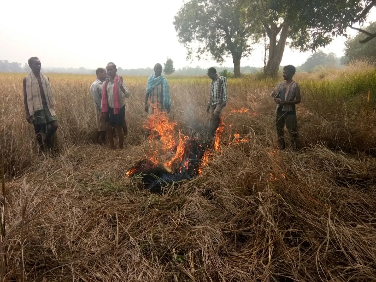 ବରଗଡ଼ ପରେ ସମ୍ବଲପୁର ଓ ଝାରସୁଗୁଡ଼ାରେ ଧାନ ବିଲରେ  ଚାଷୀ ଲଗାଇଲେ  ନିଆଁ