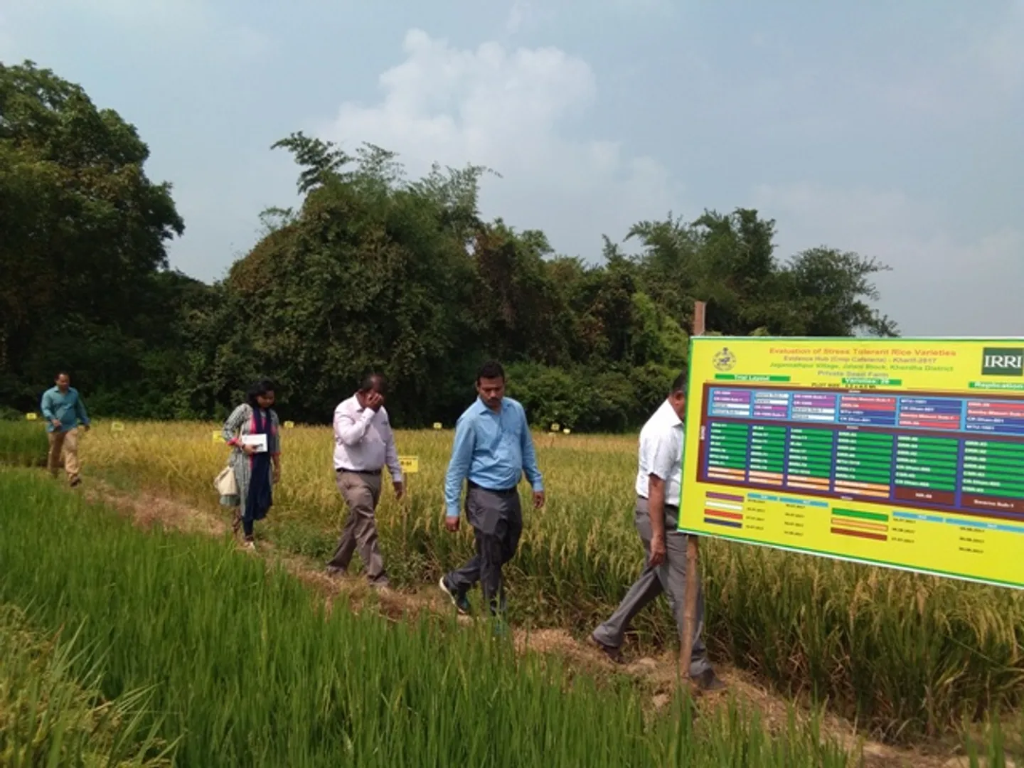 ଜଟଣୀ: ଧାନକ୍ଷେତ ବୁଲିଲେ କୃଷି ବିଜ୍ଞାନୀ