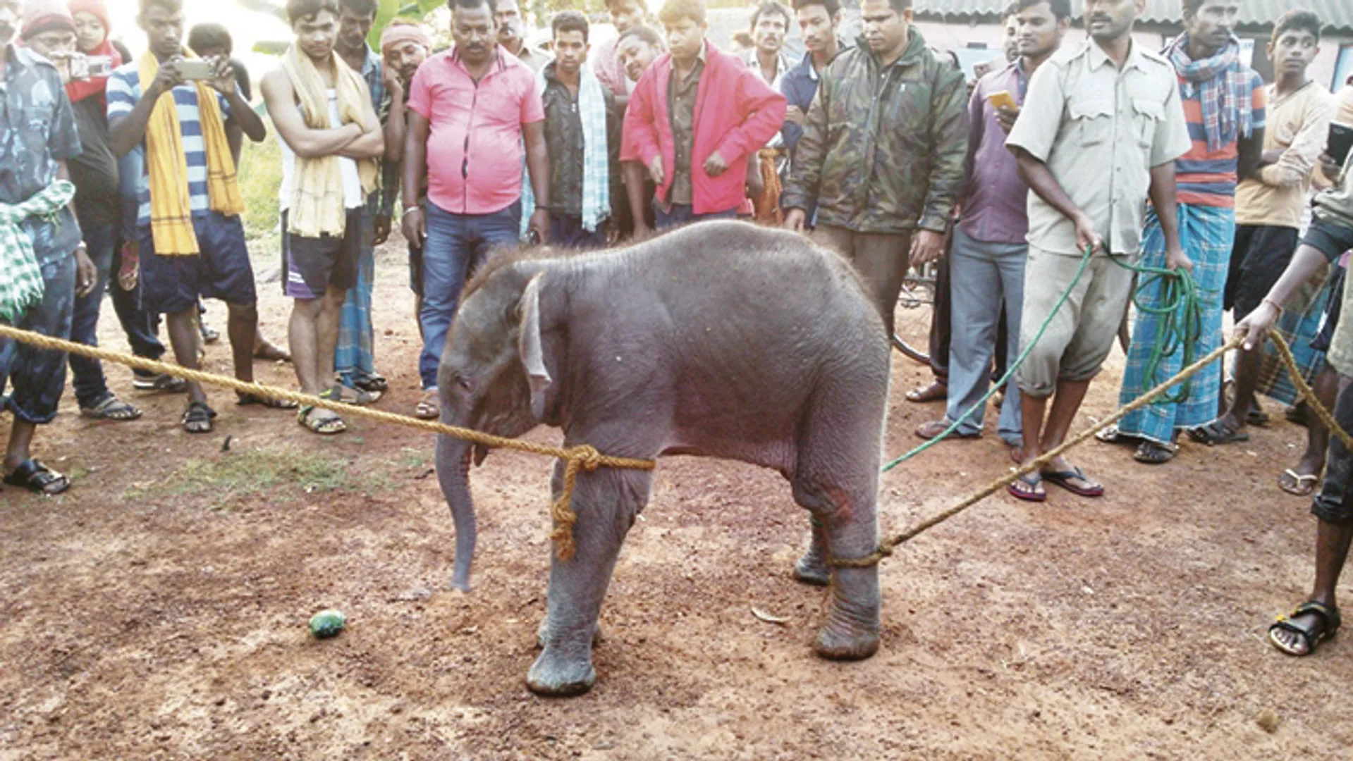 ପରିତ୍ୟକ୍ତ କୂଅରୁ ହାତୀ ଛୁଆ ଉଦ୍ଧାର