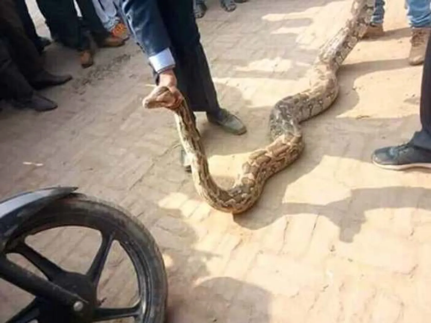 କଲେଜ ପରିସରରୁ ବାହାରିଲା ତିନିିଟି ବଡ଼ବଡ଼ ଅଜଗର
