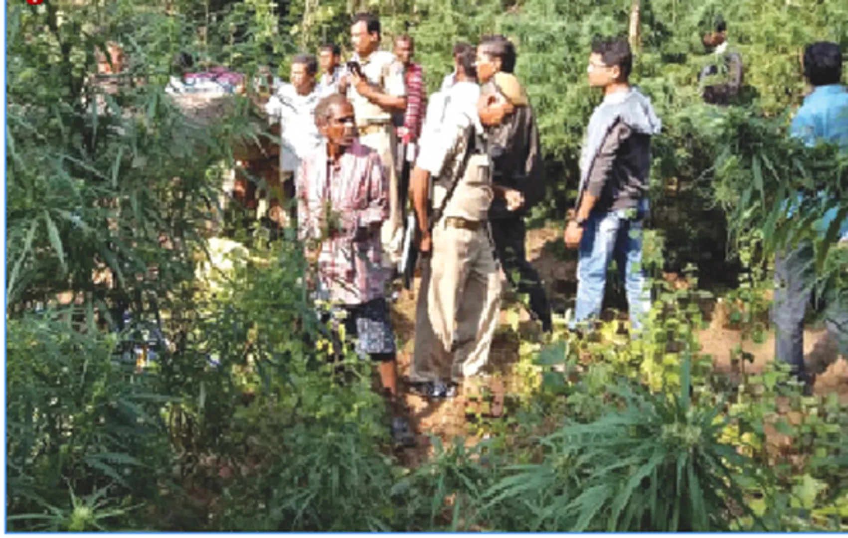 ପେନାଯୋର ଜଙ୍ଗଲରେ ଗଞ୍ଜେଇ ଗଛ ନଷ୍ଟ