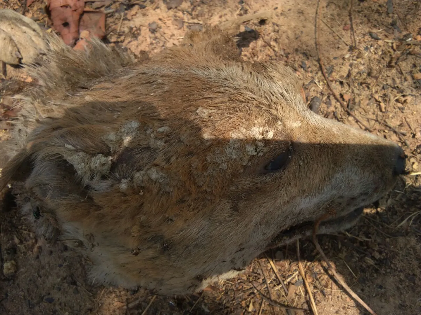 ବାର୍‌ହା ମାଂସ ଭାବି କୁକୁର ମାଂସ ଖାଇଲେ ଲୋକେ!