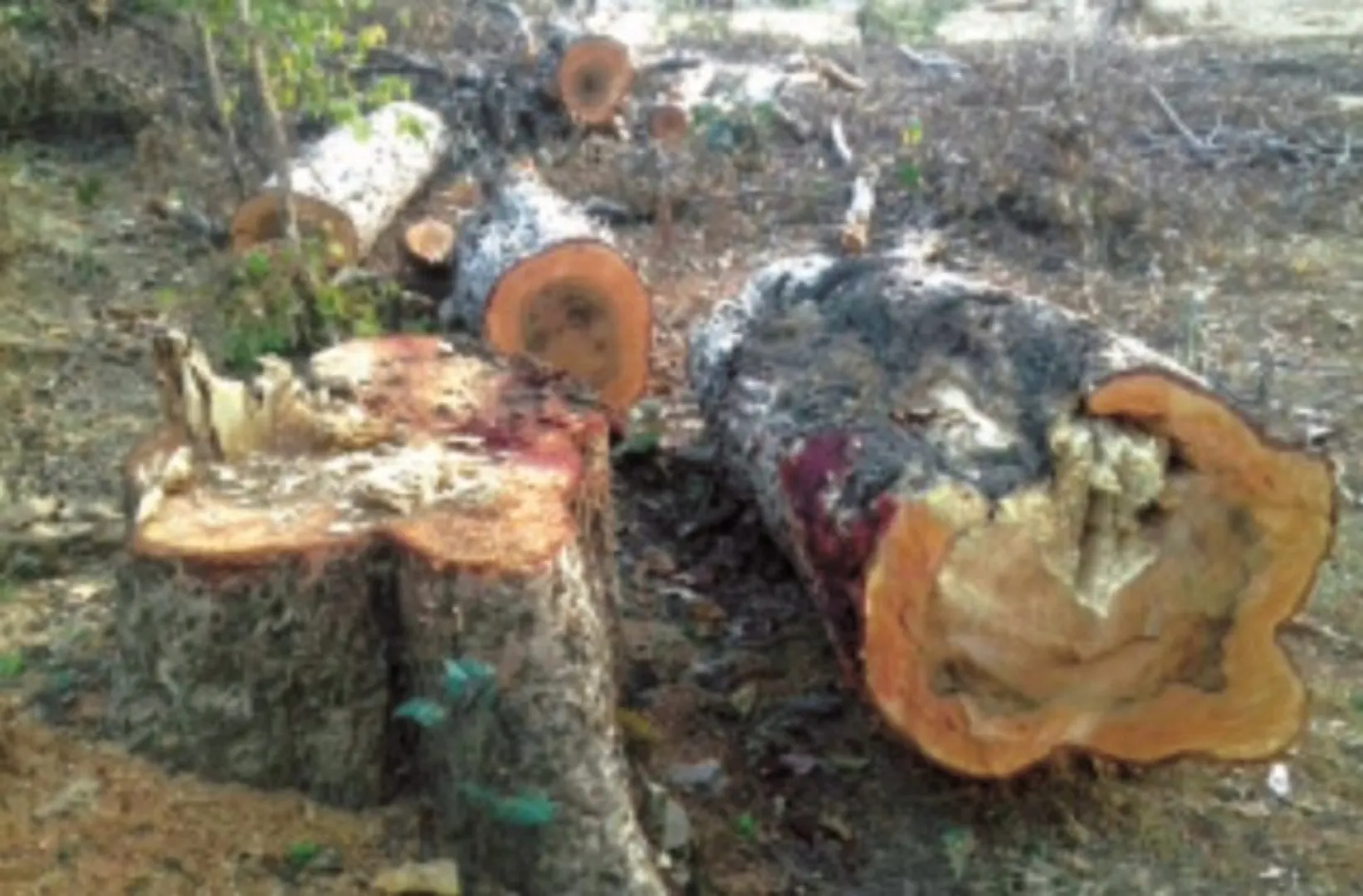 ଇଟା ଭାଟିରେ ବଳି ପଡ଼ୁଛି ଗଛ