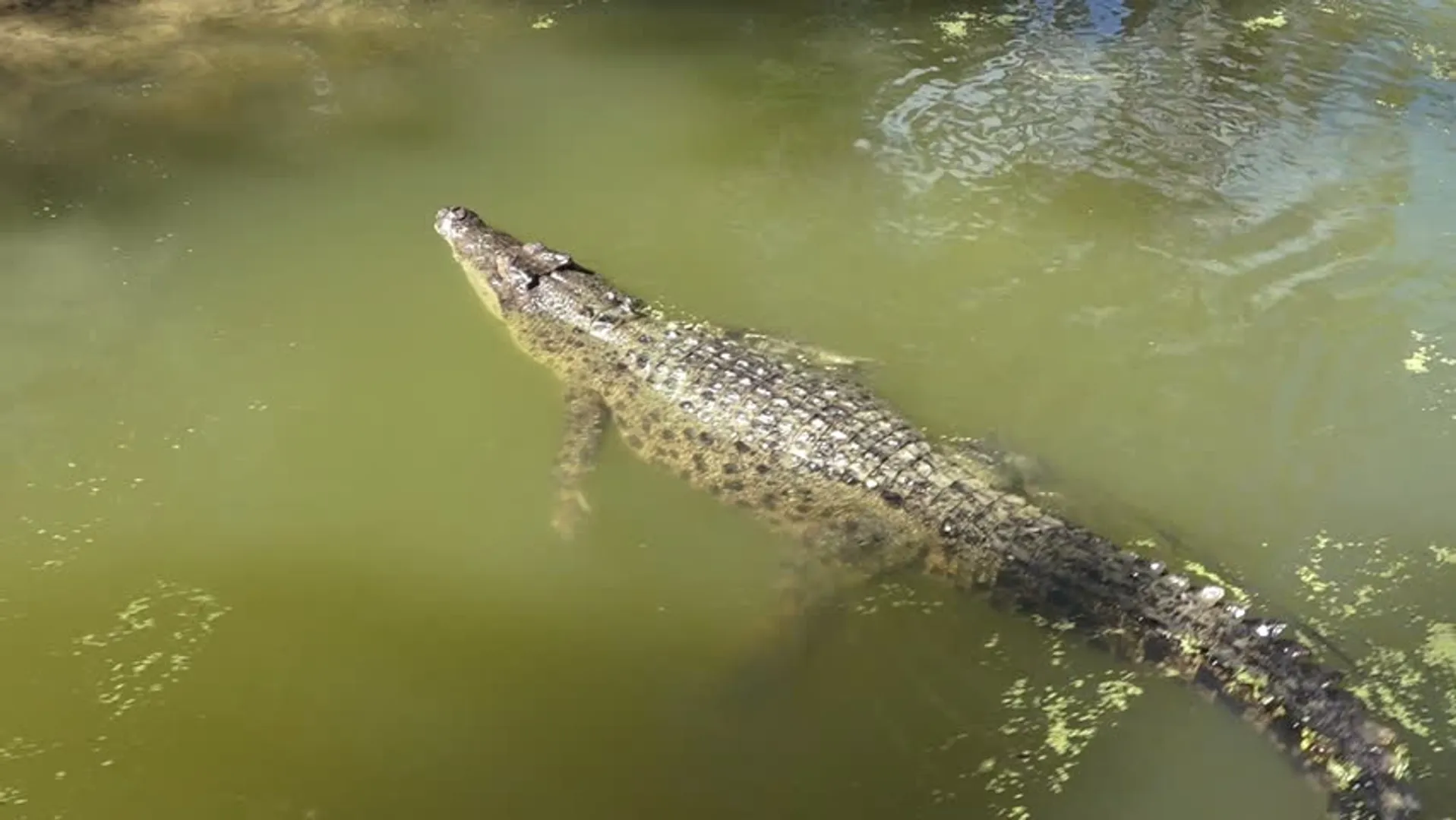 କେନାଲ୍‌ରେ କୁମ୍ଭୀର, ଲୋକେ ଆତଙ୍କିତ