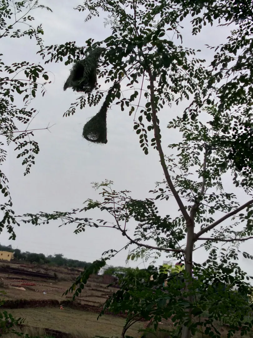 ଜଳପାତ୍ର ଦେଖି ବସା ବାନ୍ଧିଲେ ପକ୍ଷୀ