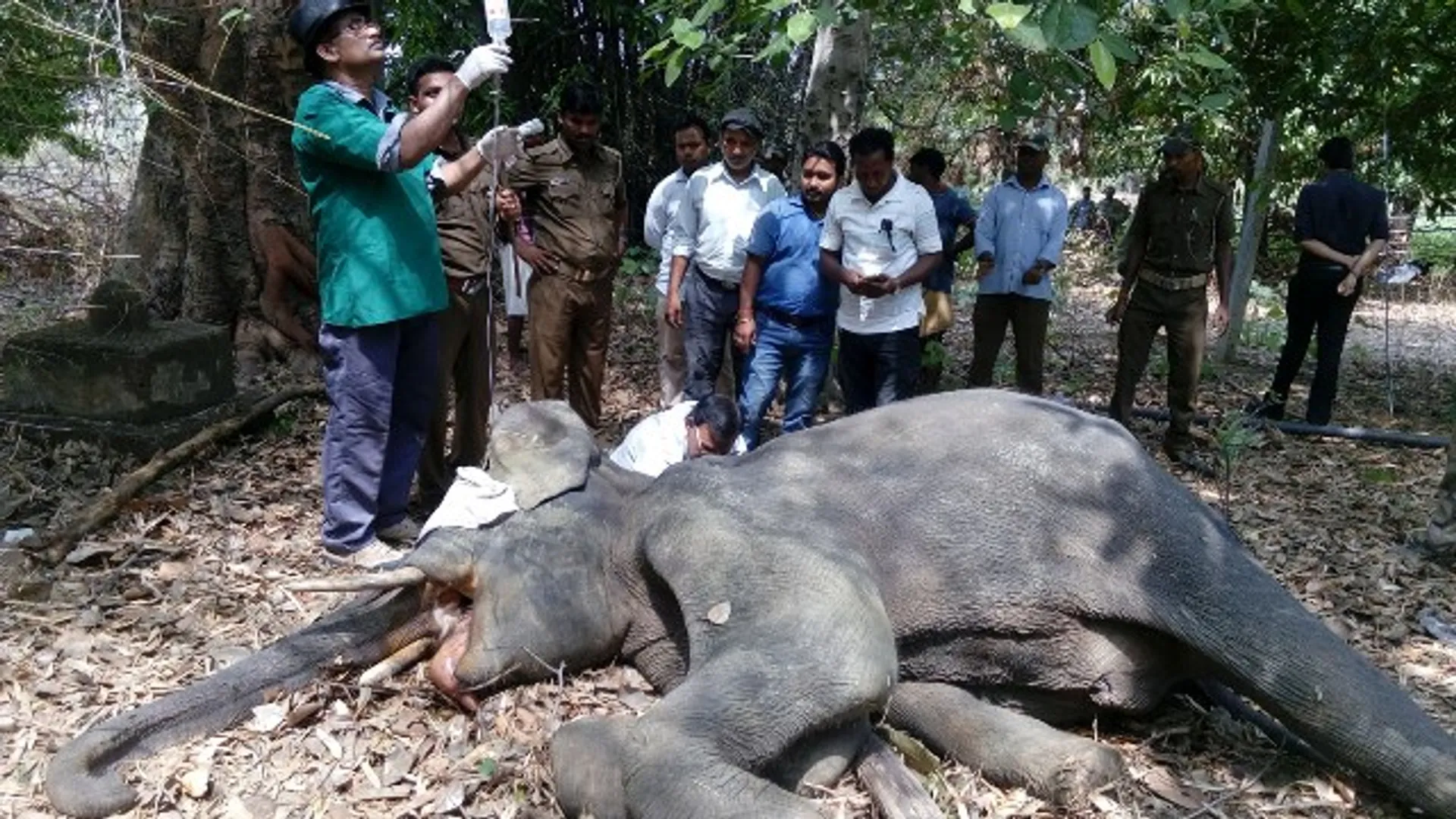 ଦନ୍ତାର ଚିକିତ୍ସା ପରେ ଫେରିଗଲେ ଡାକ୍ତରୀ ଦଳ