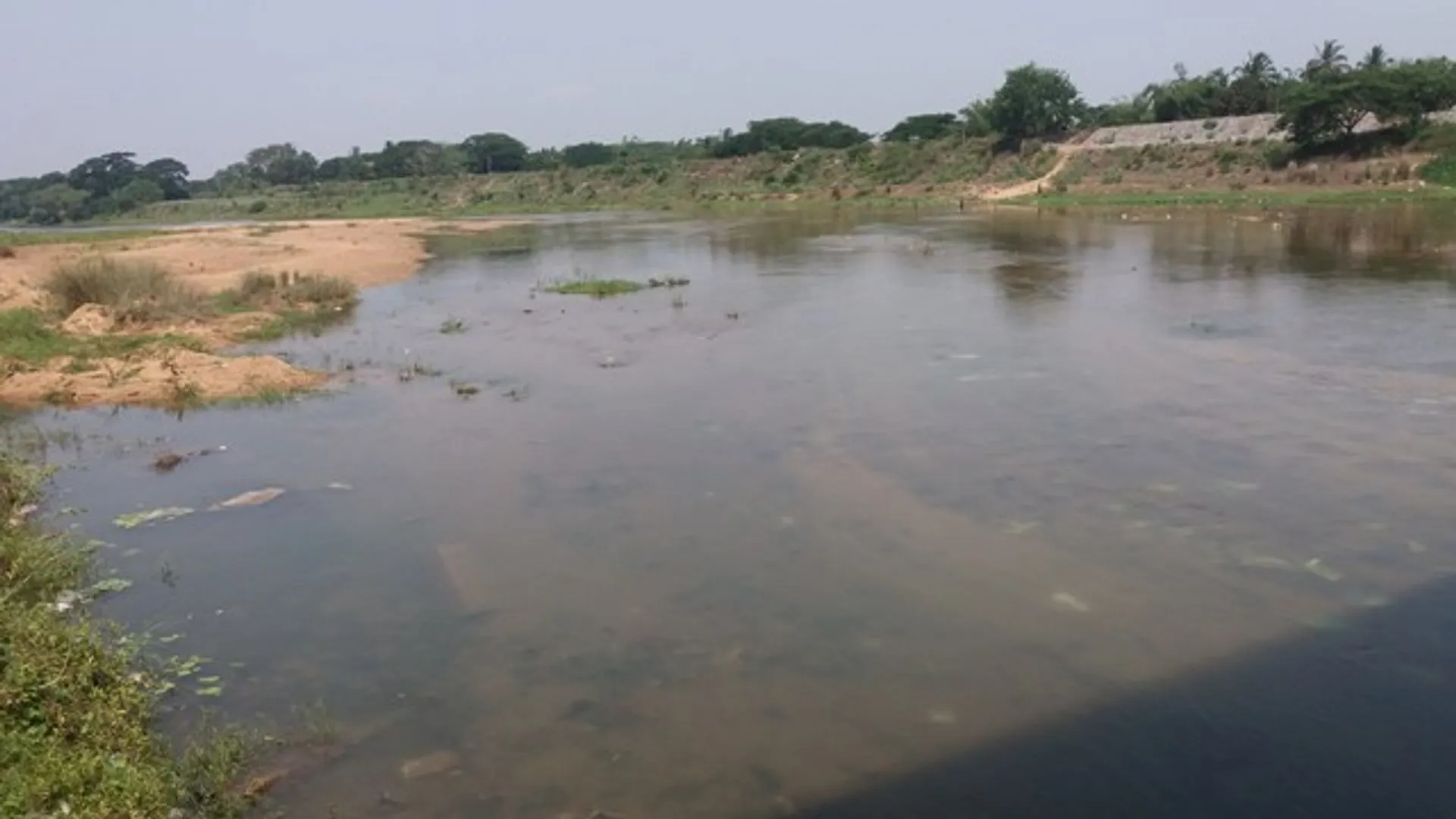 ଦୟାନଦୀରେ କଲିଫର୍ଣ୍ଣ ଭୂତାଣୁ
