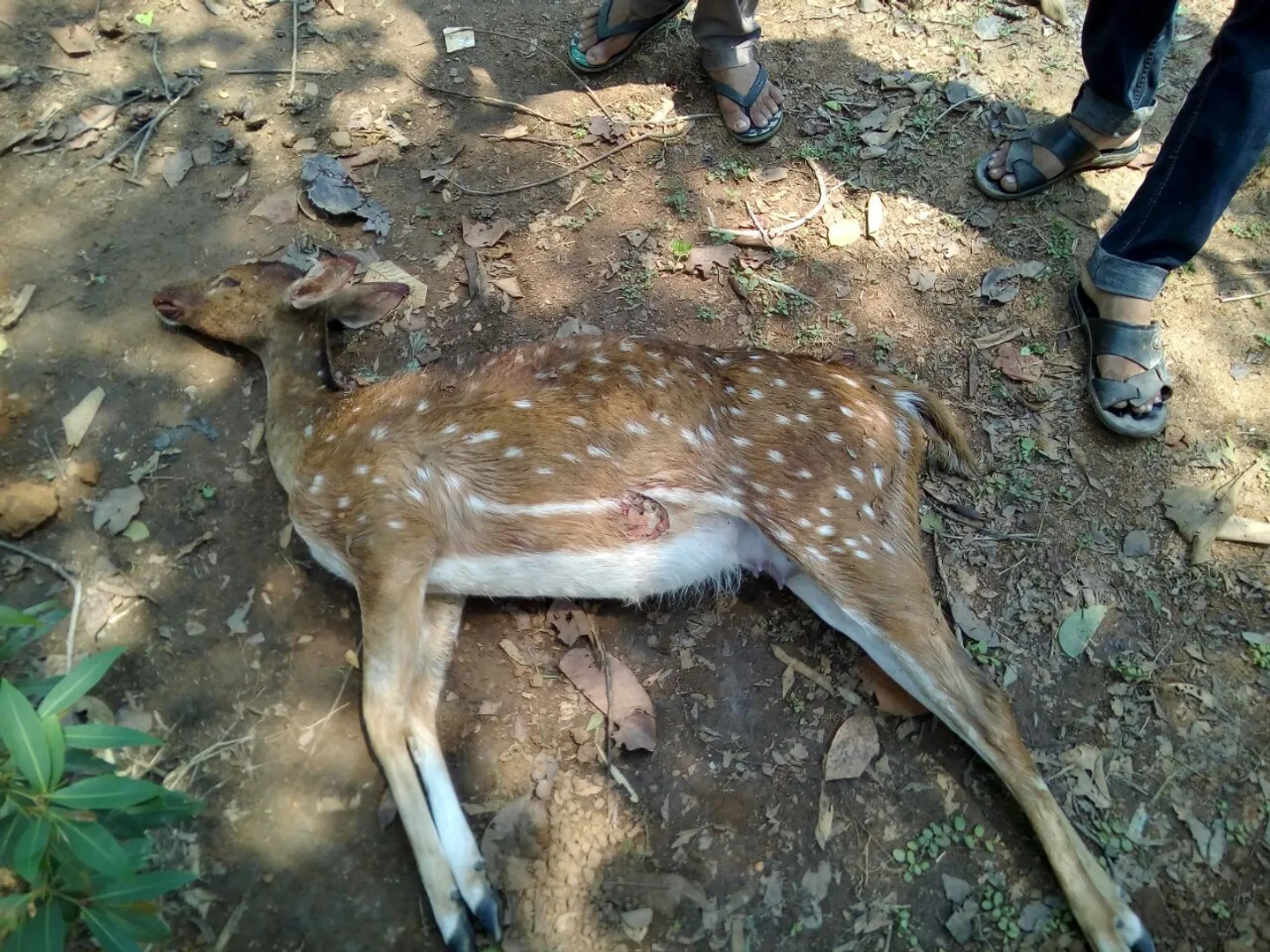 ଥମୁନି ଚନ୍ଦକାରେ ବନ୍ୟପ୍ରାଣୀ ଶିକାର