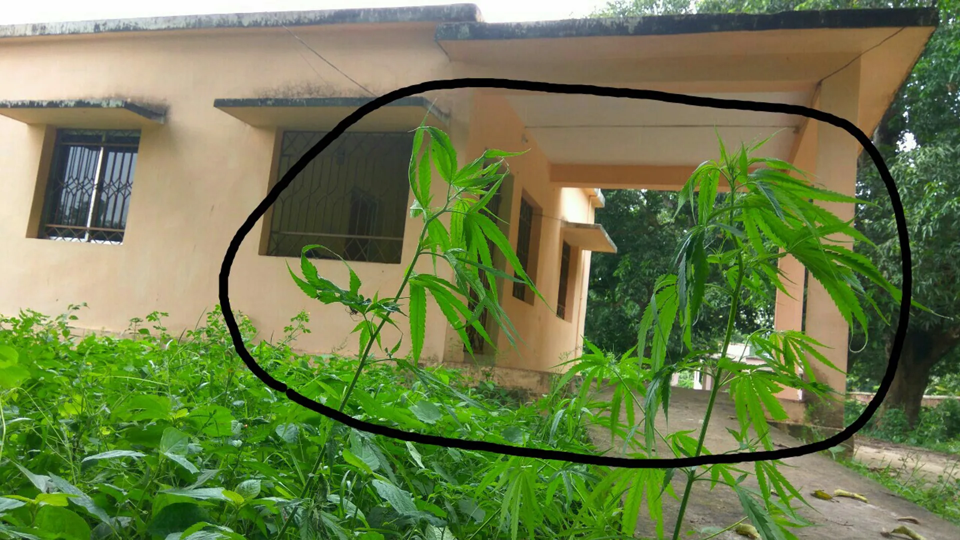 ଗଞ୍ଜେଇ ବଣ ପାଲଟିଲାଣି ସରକାରୀ କାର୍ଯ୍ୟାଳୟ ପରିସର