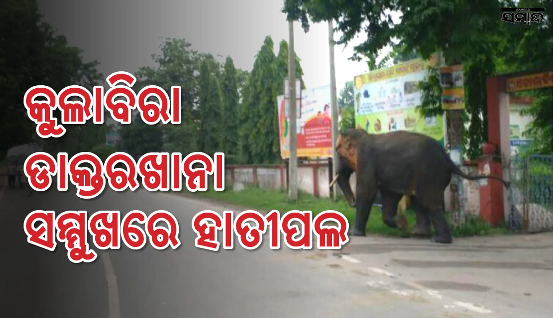 ଝାରସୁଗୁଡ଼ା: ଡାକ୍ତରଖାନା ଆଗରେ ହାତୀ ପଲ, ଭୟରେ ରାଗୀ