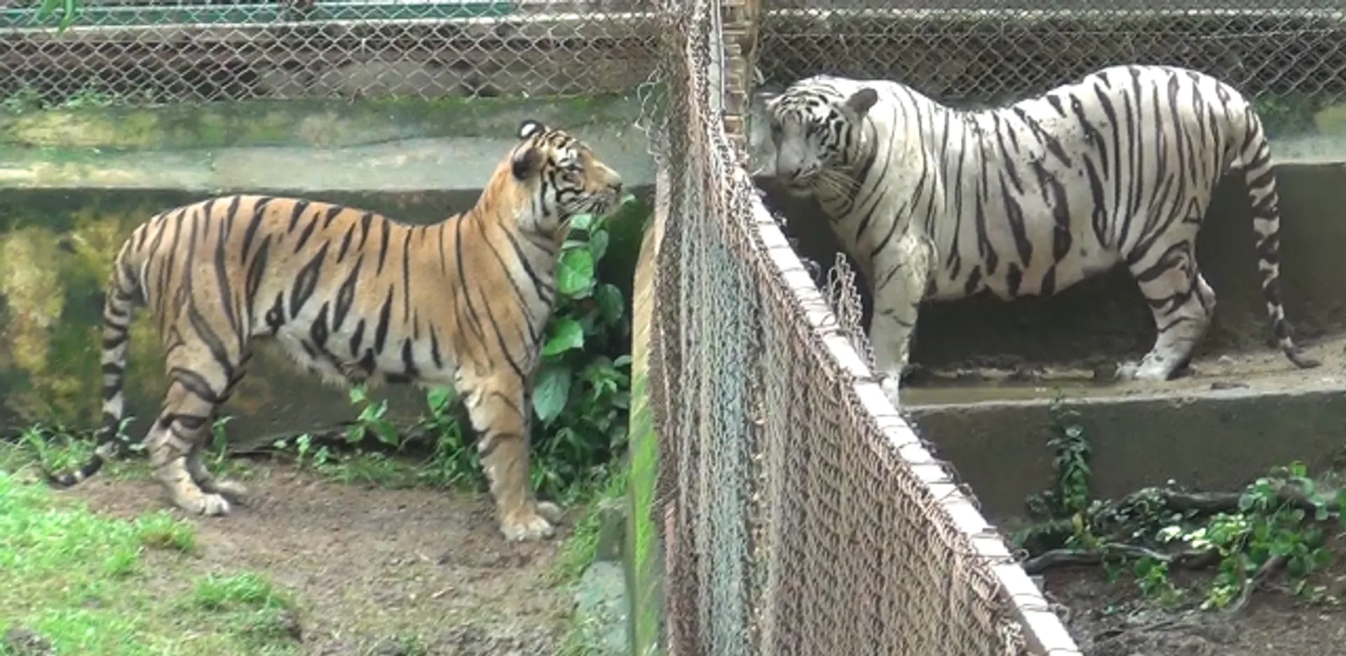 ନନ୍ଦନକାନନରେ ମେଘା-ସାହିଲର ପ୍ରେମ କାହାଣୀ : ମିଳନ ପାଇଁ ଦୁହେଁ ବ୍ୟାକୁଳ