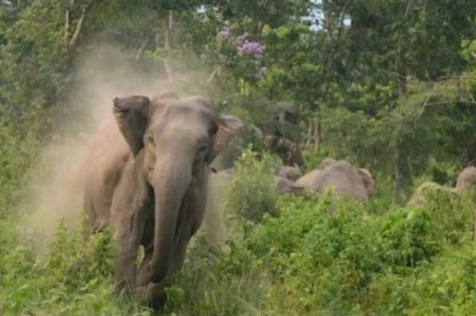ବାଲେଶ୍ୱର: ହାତୀପଲର ଚଳପ୍ରଚଳ ଯୋଗୁଁ ଜଳେଶ୍ୱରରେ ଅଟକିଲା ହାଓ୍ଵଡା-ମହୀଶୂର ଏକ୍ସପ୍ରେସ୍‌