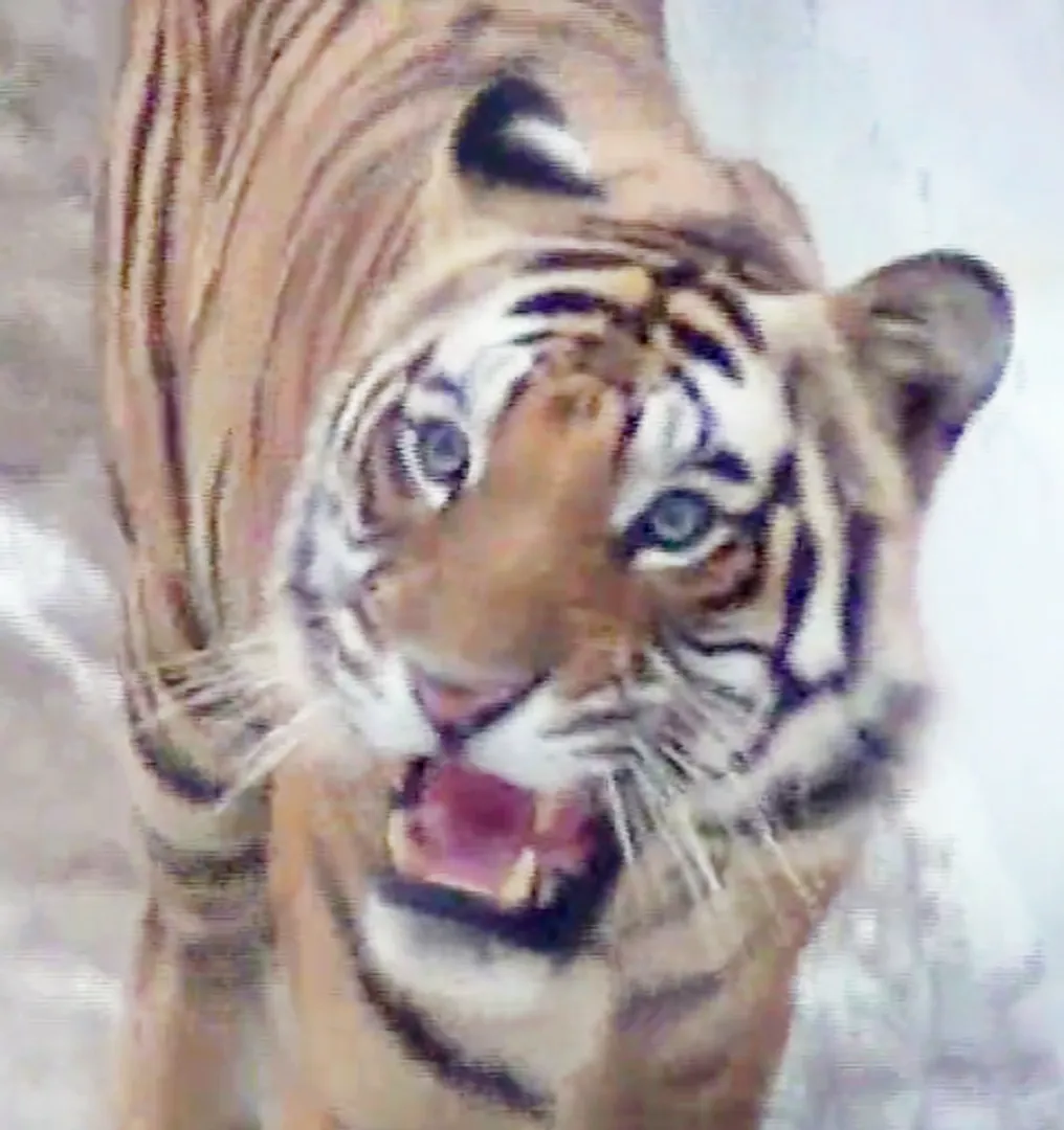 ‘ନନ୍ଦନ’ ଓ ‘ସାରା’ ମଧ୍ୟରେ ମିଳନ