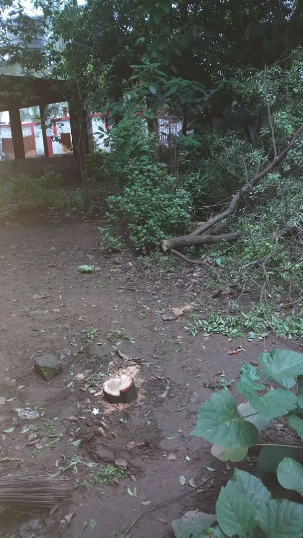 ଶିବ ମନ୍ଦିର ବେଢ଼ାରୁ ଚନ୍ଦନଗଛ ଚୋରି