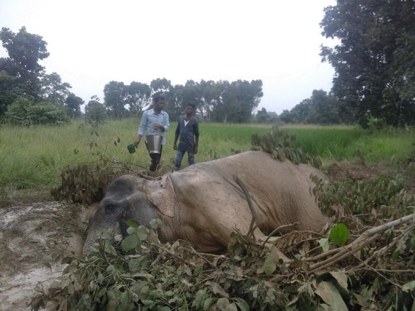 ମୁମୂର୍ଷୁ ଅବସ୍ଥାରେ ମଖନା ହାତୀ