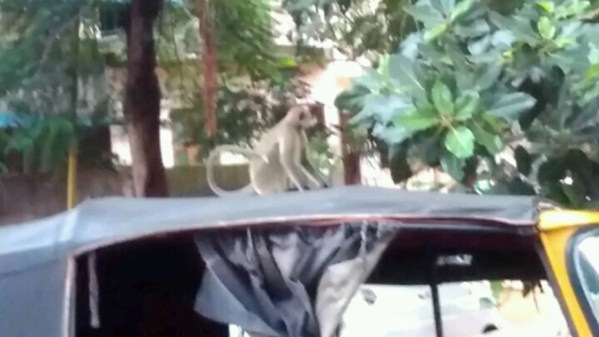 ଚନ୍ଦ୍ରଶେଖରପୁରରେ ମାଙ୍କଡ଼ ଆତଙ୍କ