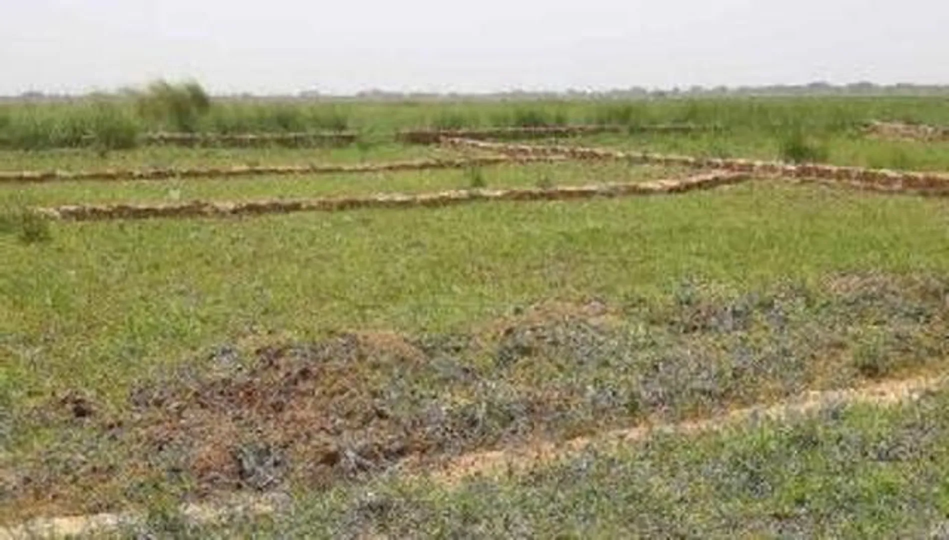 ଭଦ୍ରକରେ ଧରାପଡିଲା ୧ ଲକ୍ଷ ୭ ହଜାର ନକଲି ଜମି