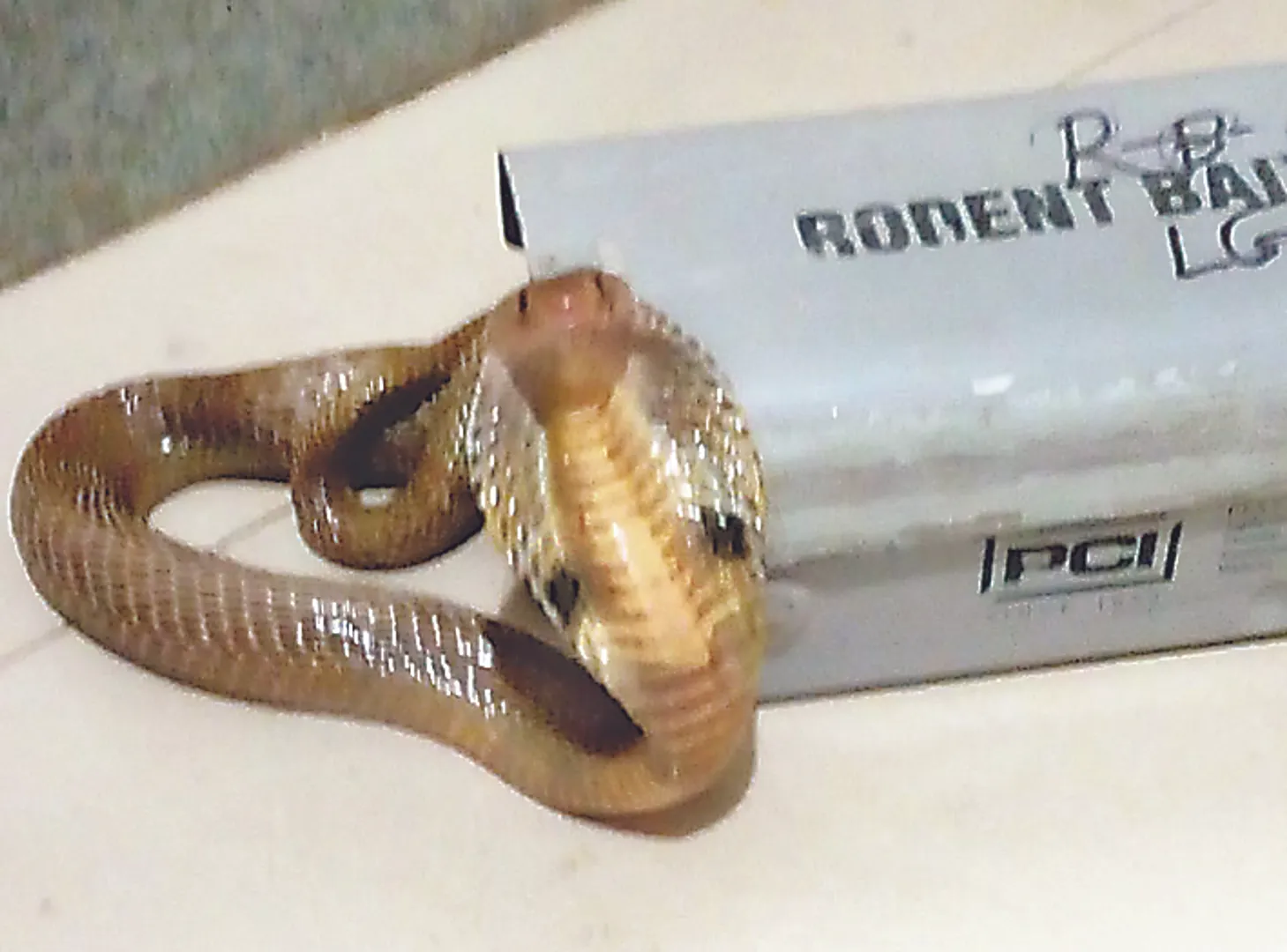 ମୂଷା ଯନ୍ତାରେ ଫସିଗଲା ନାଗ