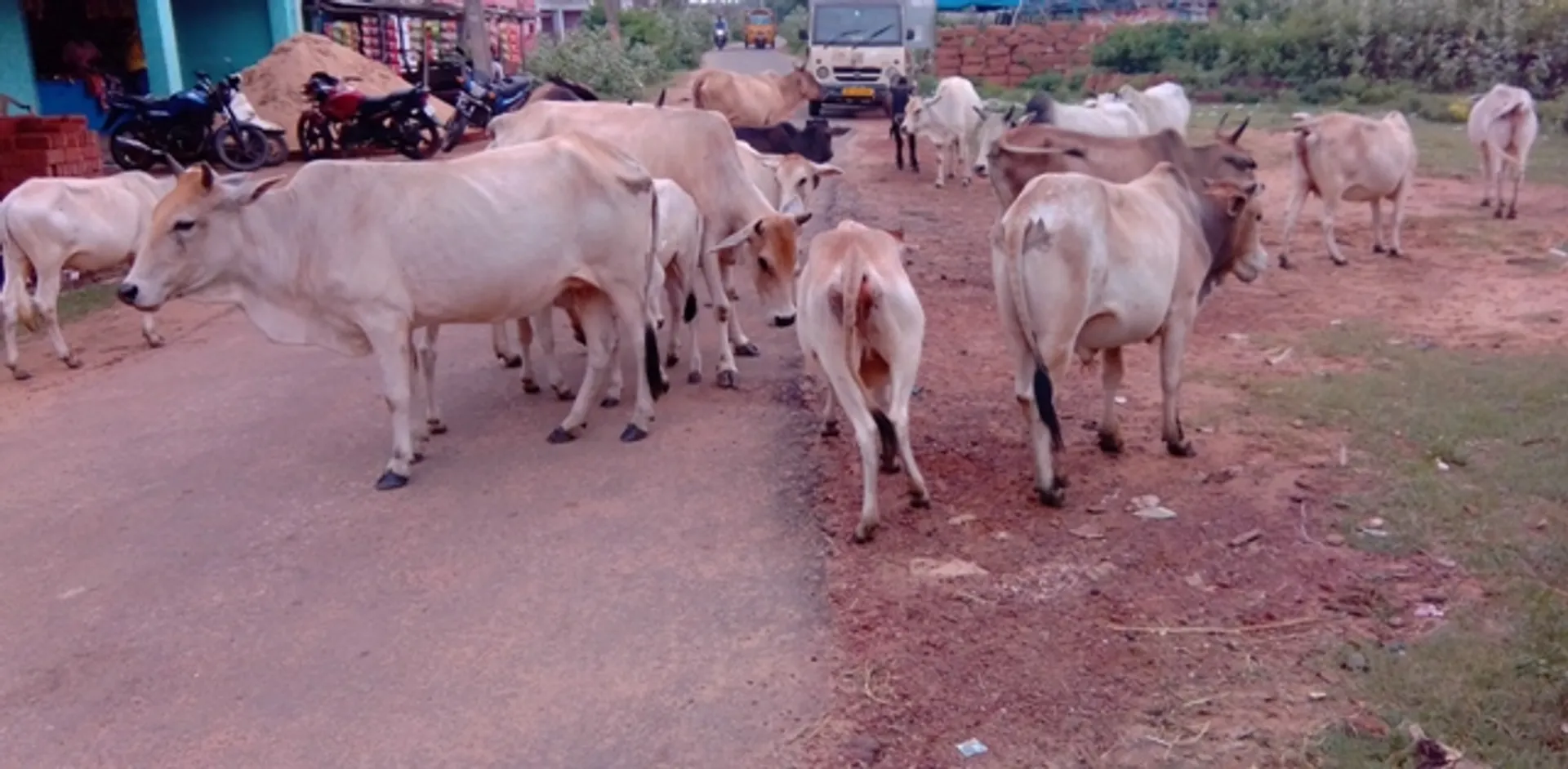 ବ୍ରହ୍ମଗିରି : ଗାଈଗୋରୁଙ୍କ କବ୍‌ଜାରେ ରାସ୍ତା