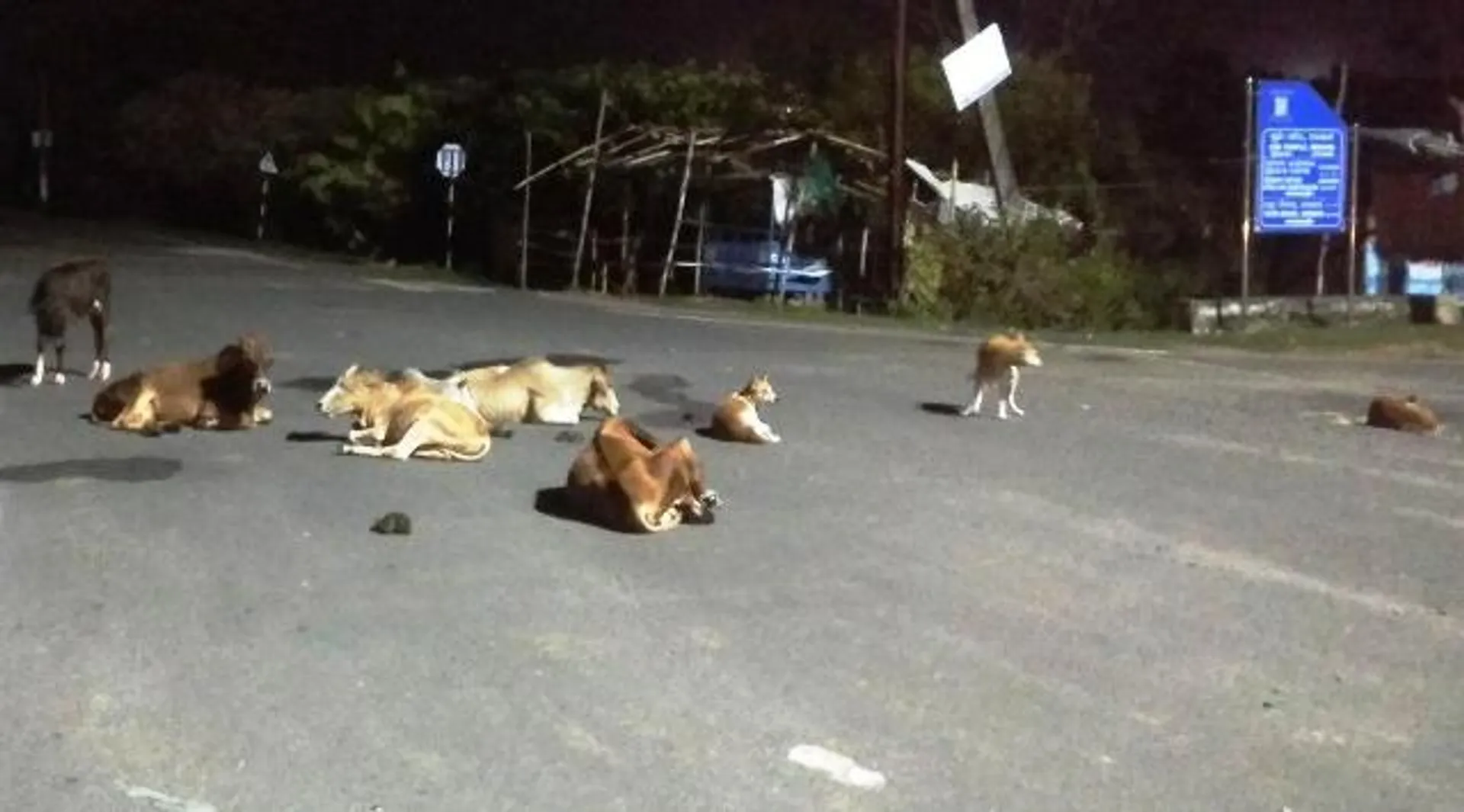 ଗାଈଗୋରୁ ଓ କୁକୁରଙ୍କ କବଜାରେ  କୋଣାର୍କ ଅଞ୍ଚଳର ସମସ୍ତ ମୁଖ୍ୟ ରାସ୍ତା