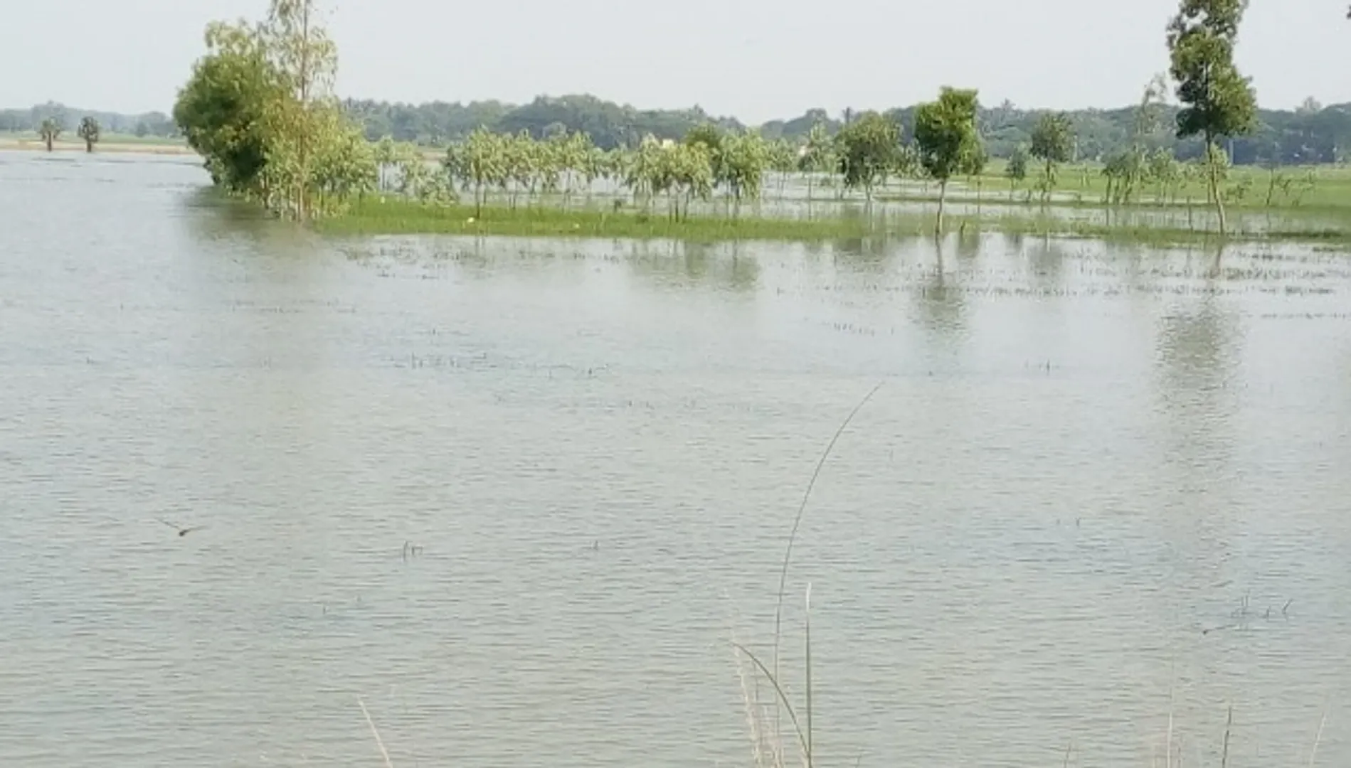 ତିତଲି ପ୍ରଭାବରେ ହୋଇଥିବା ଲଗାଣ ବର୍ଷାରେ ବାଲିପାଟଣା ଅଞ୍ଚଳର ଶହ ଶହ ଏକର ଚାଷ ଜମି ପାଣିରେ ବୁଡି ରହିଛି।