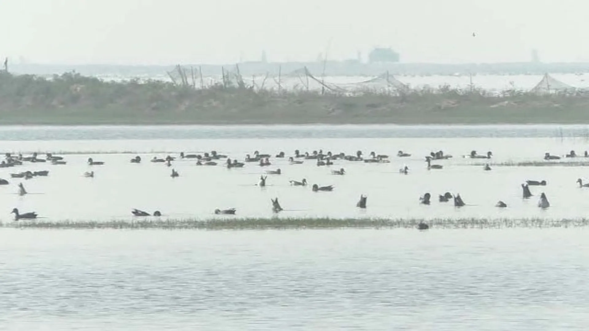 ଚିଲିକାରେ ଜମିଲାଣି ବିଦେଶୀ ପକ୍ଷୀଙ୍କ ଭିଡ଼