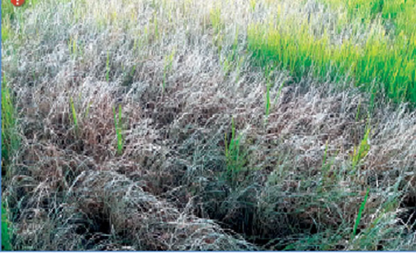 ବେଲପାହାଡ଼ରେ ପରାକ୍ରମ ଦିବସ:ଚକଡ଼ା ଗିଳୁଛି ଫସଲ