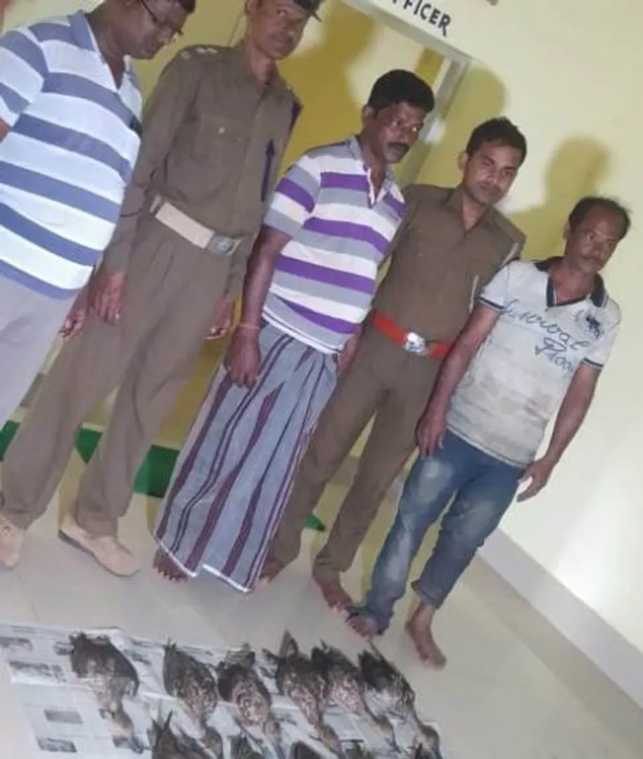 ୩୦ ମୃତ ବିଦେଶୀ ପକ୍ଷୀ ଜବତ, ୨ ଗିରଫ