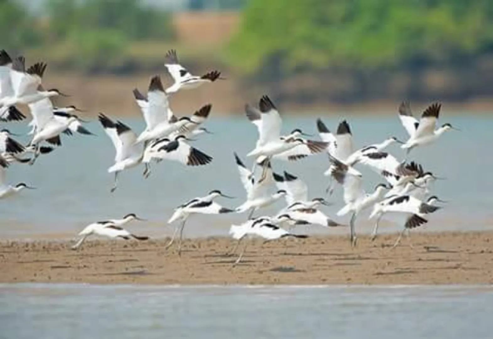 ଭିତରକନିକା ଜାତୀୟ ଉଦ୍ୟାନରେ ଜମିଲାଣି ବିଦେଶୀ ପକ୍ଷୀଙ୍କ ଭିଡ଼