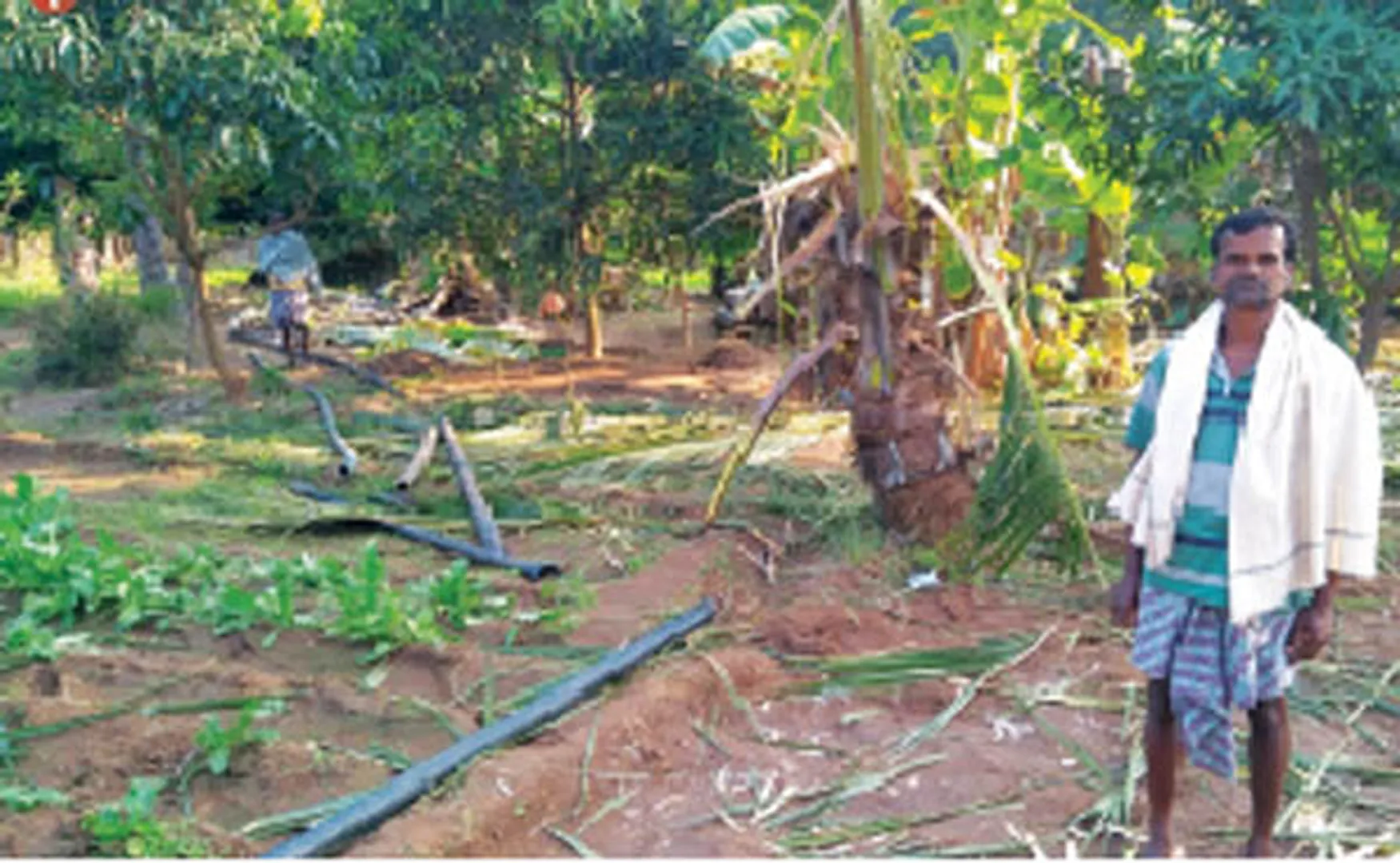 ଦେବଗଡ଼: ଥମୁନି ହାତୀ ଉପଦ୍ରବ:କଣ୍ଟାପାଲି ଅଞ୍ଚଳରେ ଦଳି ଦେଲେ ଫସଲ