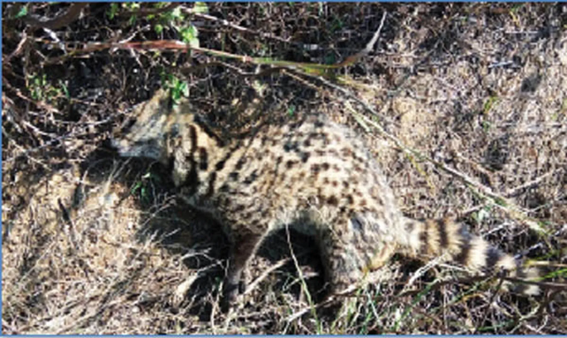 ଏକ ଶାଳିଆପତନି (ସ୍ମଲ୍‌ ଇଣ୍ଡିଆନ୍ ସିଗେଟ)ର ମୃତ୍ୟୁ