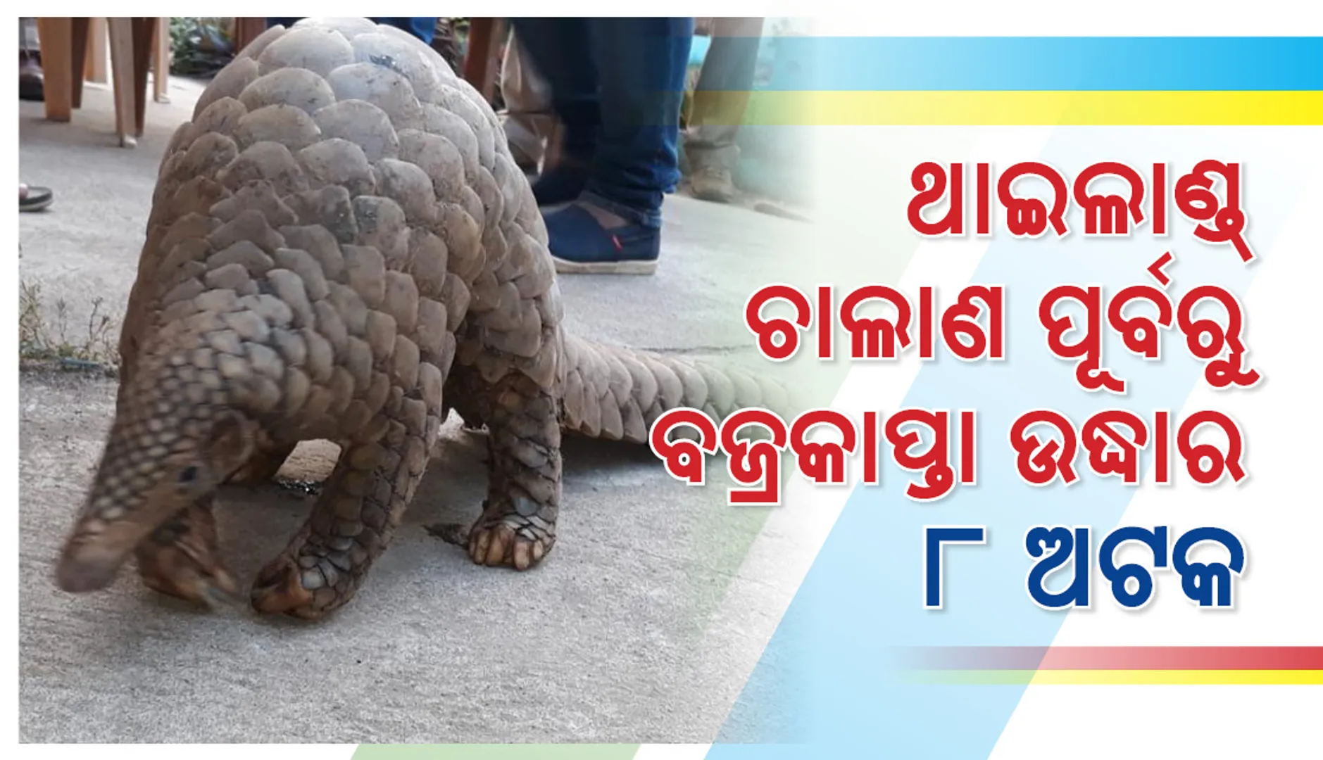ମାଲକାନଗିରି: ଥାଇଲାଣ୍ଡ ଚାଲାଣ ପୂର୍ବରୁ ବଜ୍ରକାପ୍ତା ଜବତ, ୮ ଅଟକ