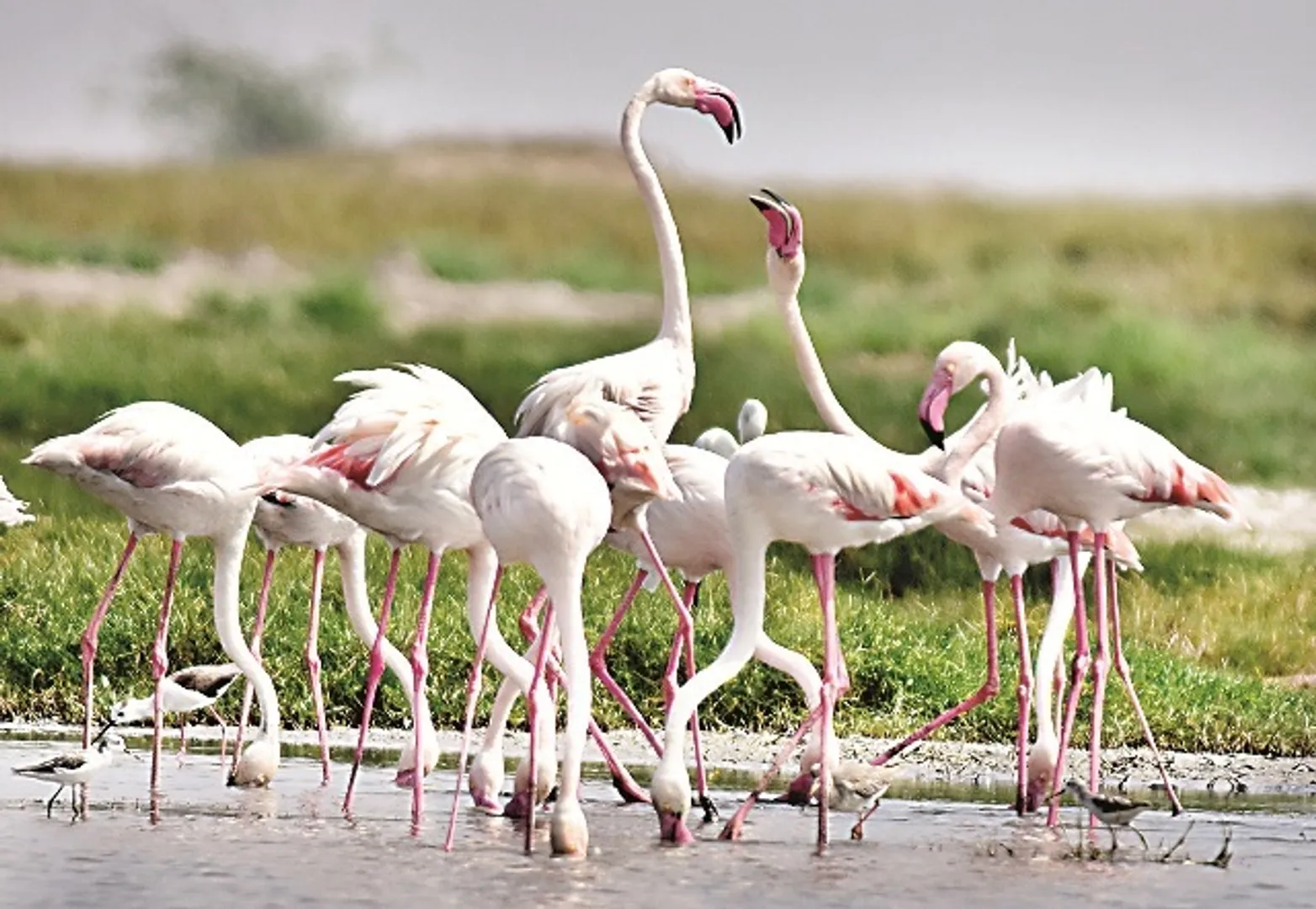 ଦୀର୍ଘ ପାଞ୍ଚ ବର୍ଷ ପରେ ଚିଲିକାରେ ଗ୍ରେଟର ଫ୍ଲେମିଂଗୋ...