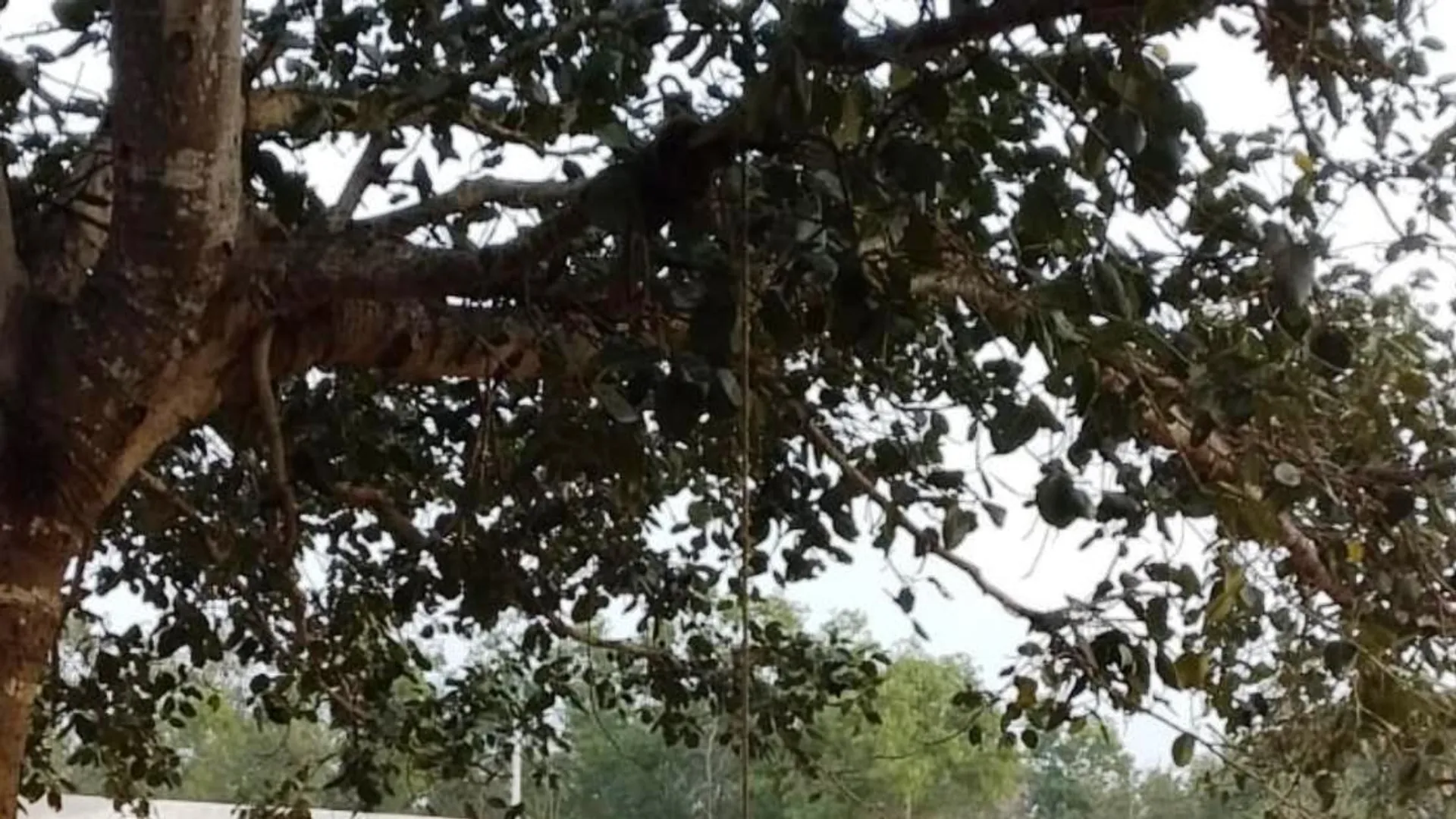 ଖୋର୍ଦ୍ଧା: ବରଗଛରୁ ଝୁଲନ୍ତା ଶବ ଉଦ୍ଧାର