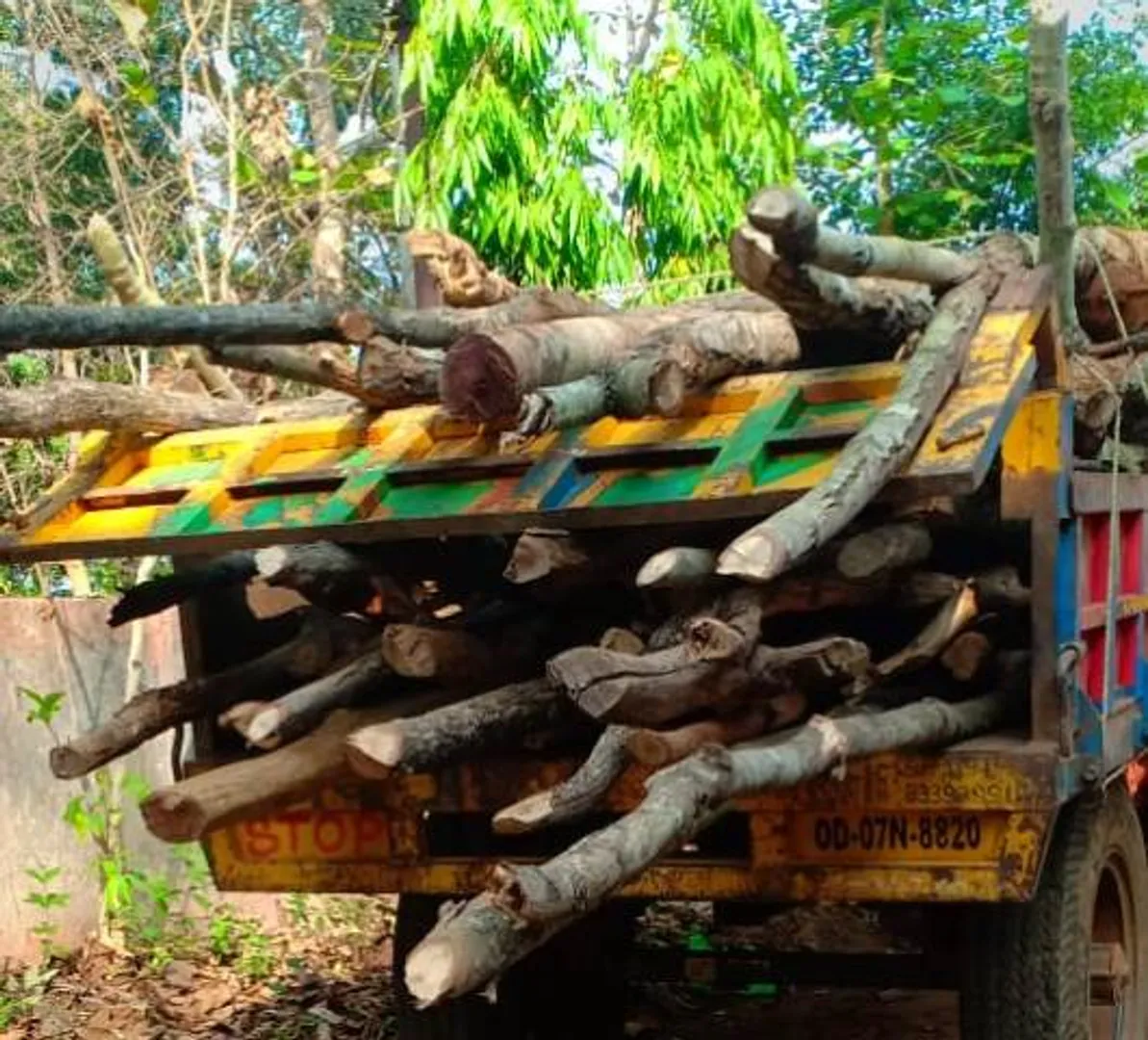 ଫିରିଙ୍ଗିଆ ବନ ବିଭାଗର ଚଢାଉ: ଚୋରା କାଠ ସହ ଟ୍ରାକ୍ଟର ଜବତ, ୩ ଗିରଫ