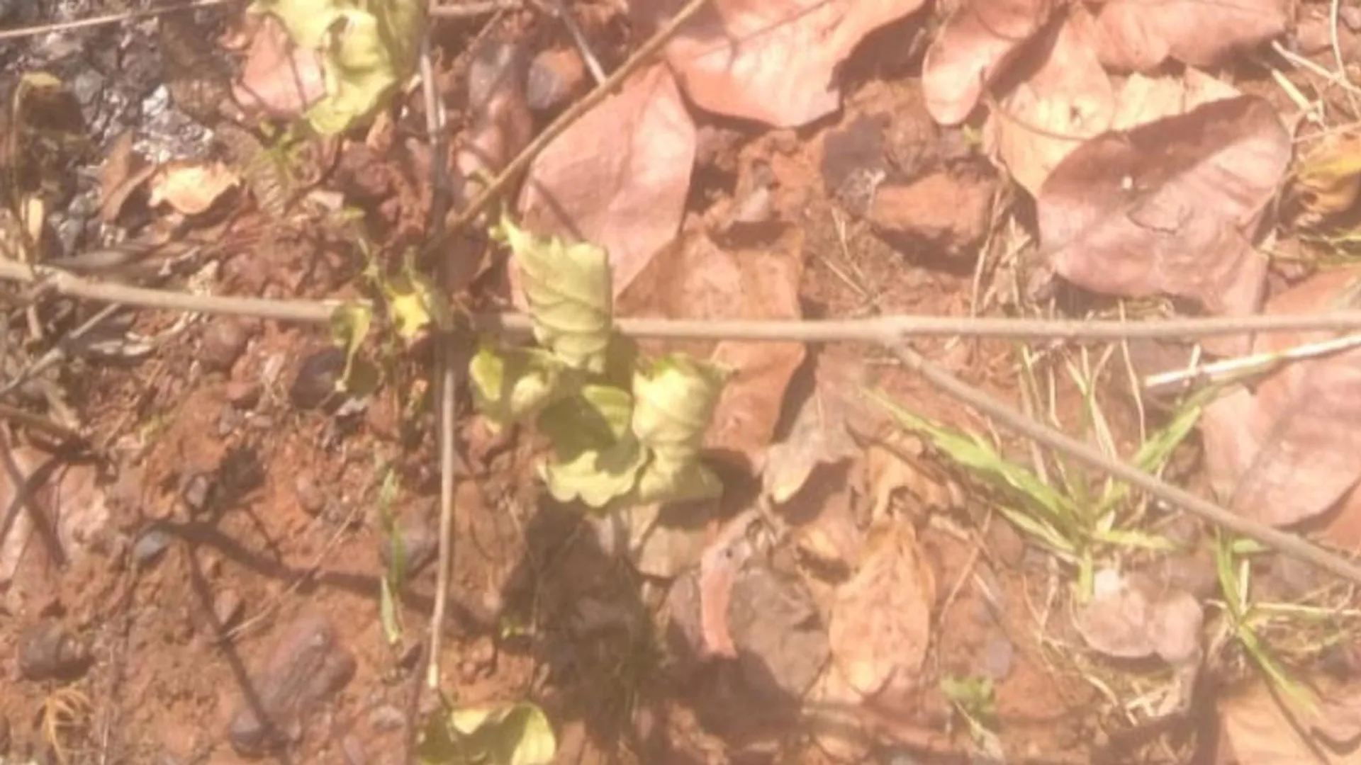 ଦୁଷ୍କର୍ମ ପରେ ଯୁବତୀଙ୍କୁ ହତ୍ୟା କରି ପୋଡ଼ା ଯାଇଥିବା ସନ୍ଦେହ