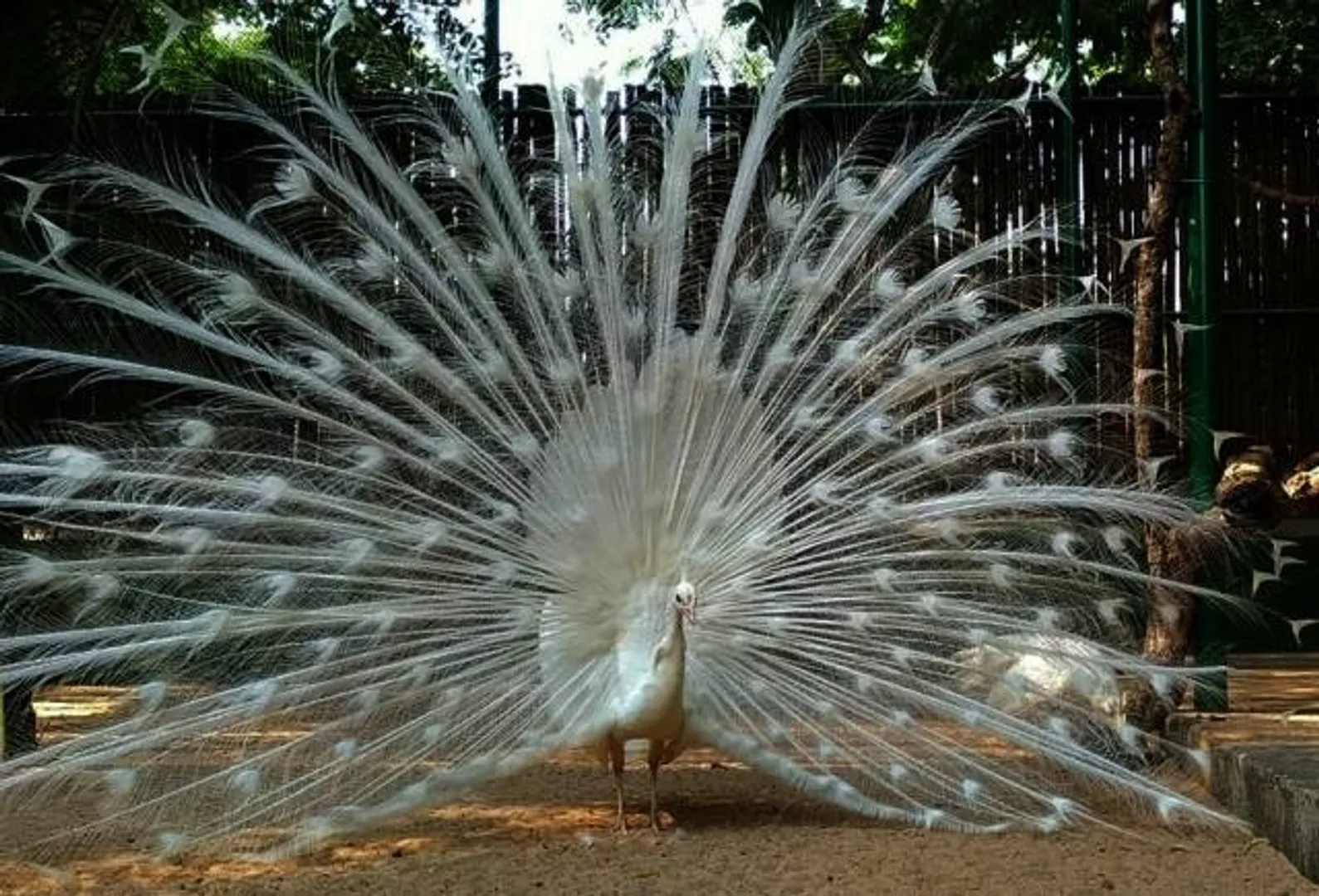 ନନ୍ଦନକାନନ ପ୍ରାଣୀ ଉଦ୍ୟାନରେ ପର୍ଯ୍ୟଟକମାନଙ୍କ ମନ ମୋହୁଛନ୍ତି ଧଳା ମୟୂର