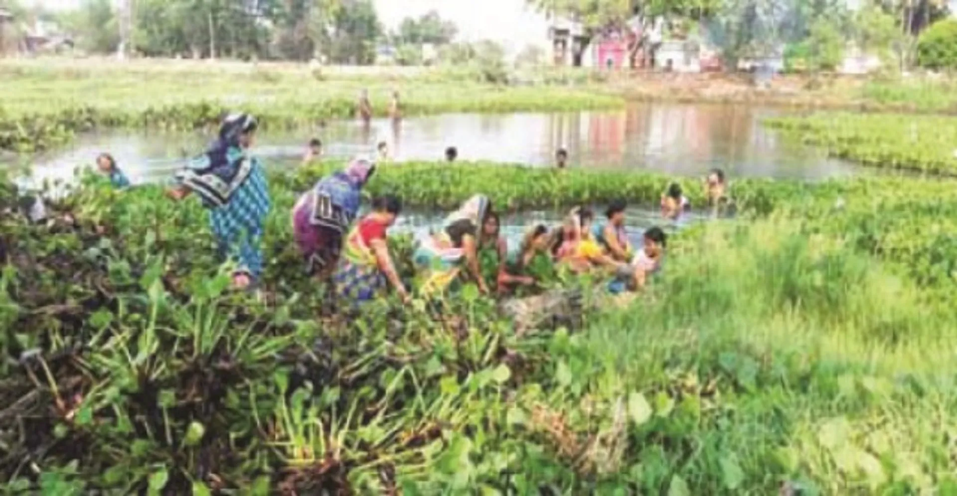 ନୟାଗଡ଼ : ଉଦାହରଣ ସୃଷ୍ଟି କଲେ ମହିଳା, ଗାଁ ପୋଖରୀକୁ ଦଳମୁକ୍ତ କଲେ