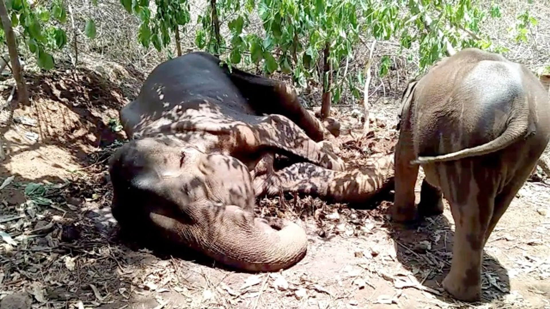 ମୃତ୍ୟୁ ସହିତ ସଂଗ୍ରାମ କରୁଛି ଅସୁସ୍ଥ ମାଈ ହାତୀ