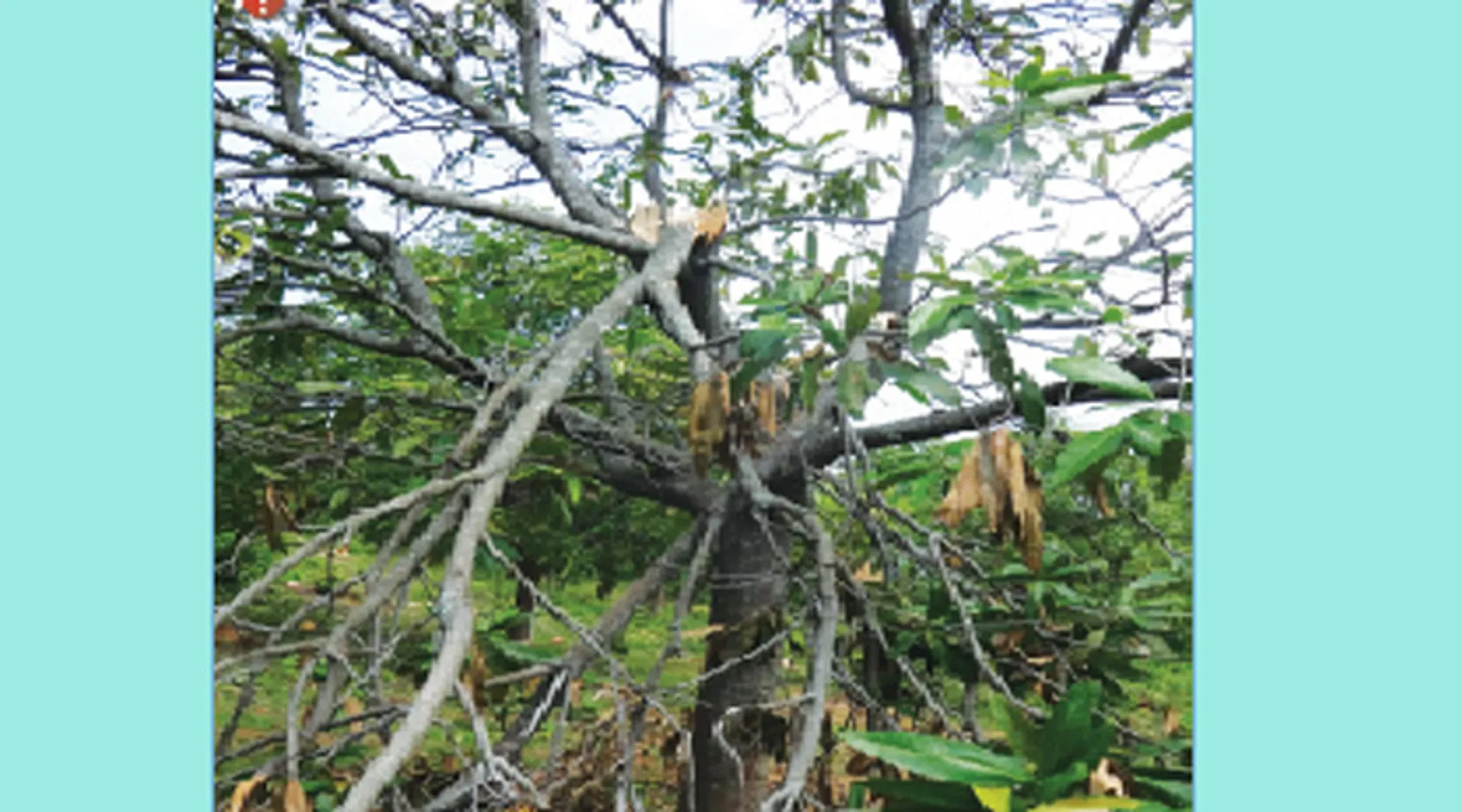 ୪ ଗ୍ରାମରେ ହାତୀ ଉପଦ୍ରବ ଫଳ ଚାଷ ନଷ୍ଟ