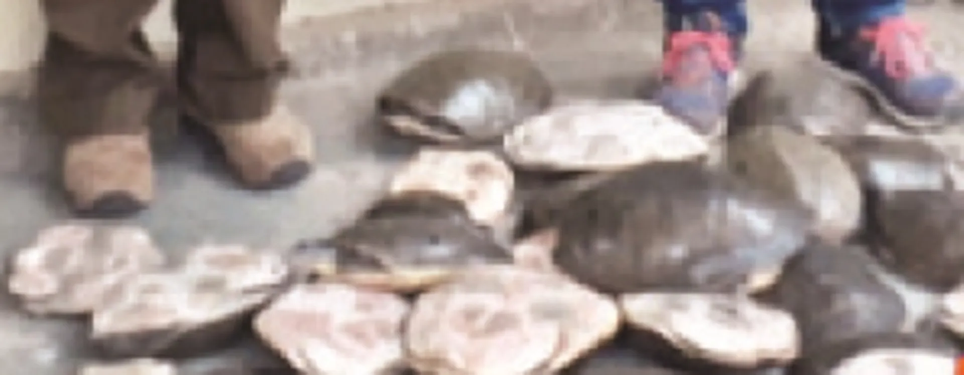 ମୋଟୁ ବନ ବିଭାଗ ପକ୍ଷରୁ ୭୦ କଇଁଛ ଜବତ