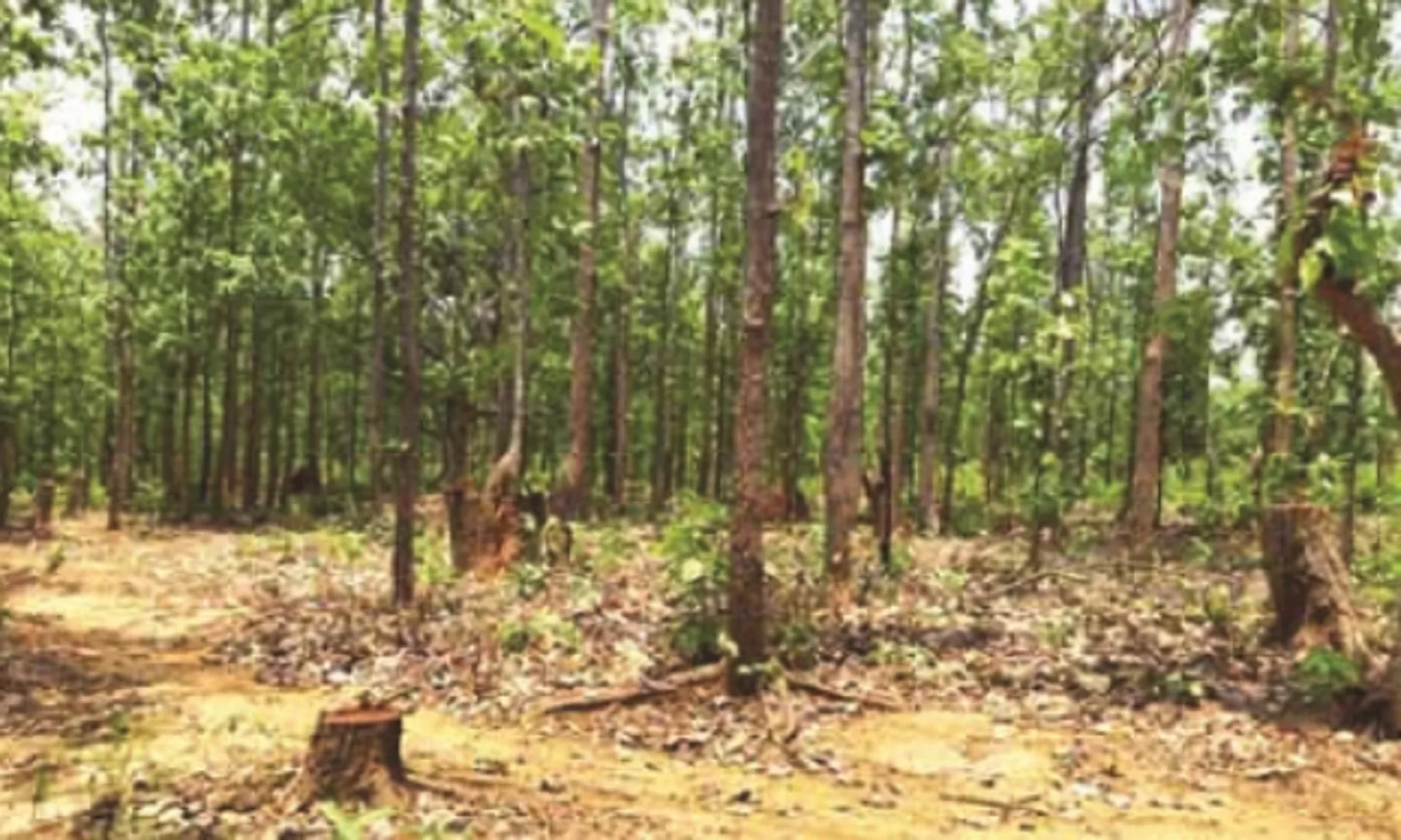 ବନ୍ତଳା : ଭେଳ‌ାରେ ଡ୍ୟାମ୍ ପାରି ହୋଇ ଜଙ୍ଗଲ ସୁରକ୍ଷା