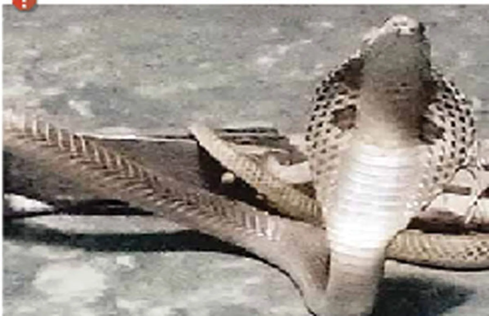 ଏଲ୍‌ଆଇସି ଅଫିସରେ  ନାଗ ସାପ