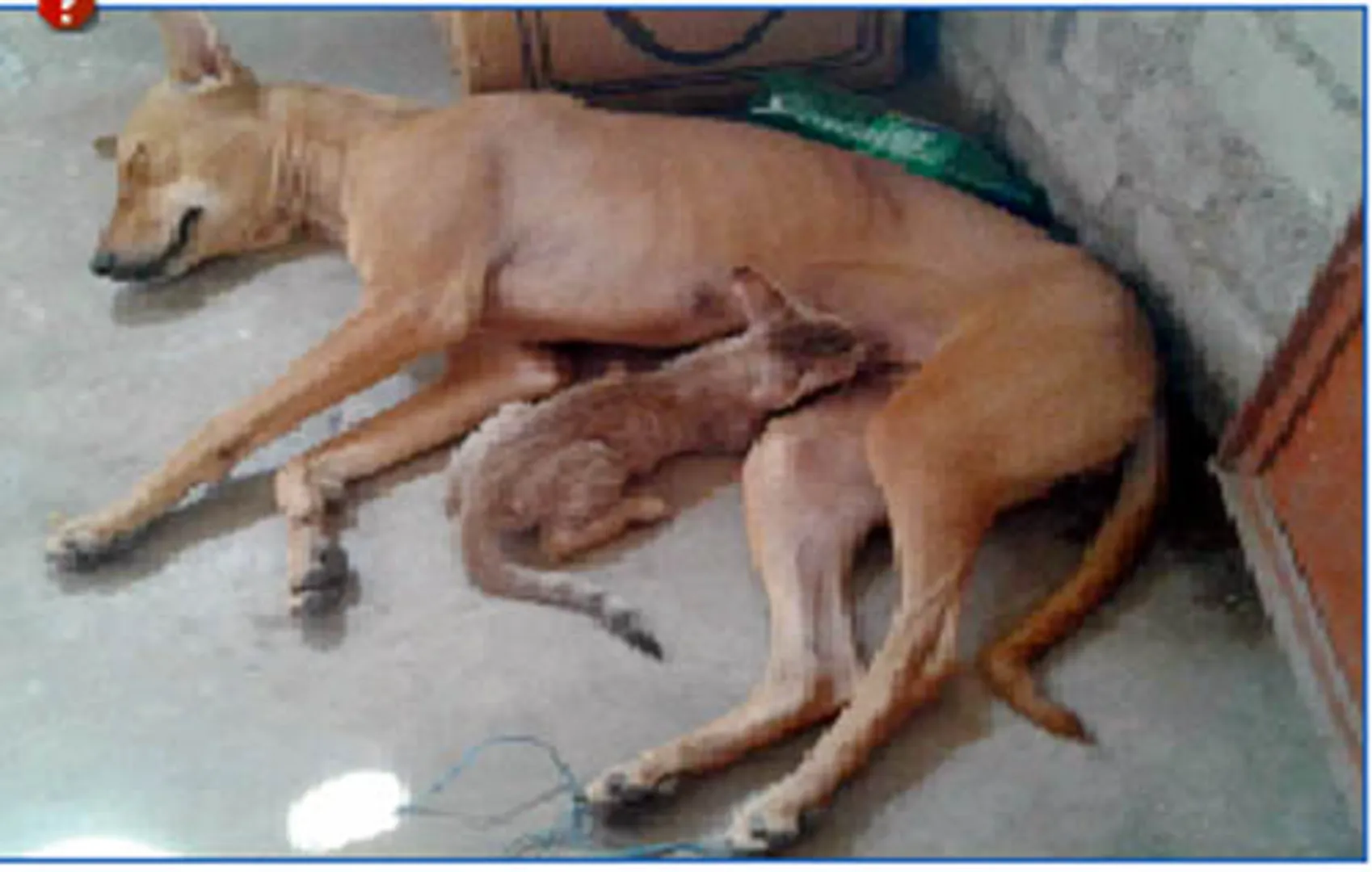 ନିଆରା ବାତ୍ସଲ୍ୟ: ବିଲେଇ ପିଉଛି କୁକୁର କ୍ଷୀର