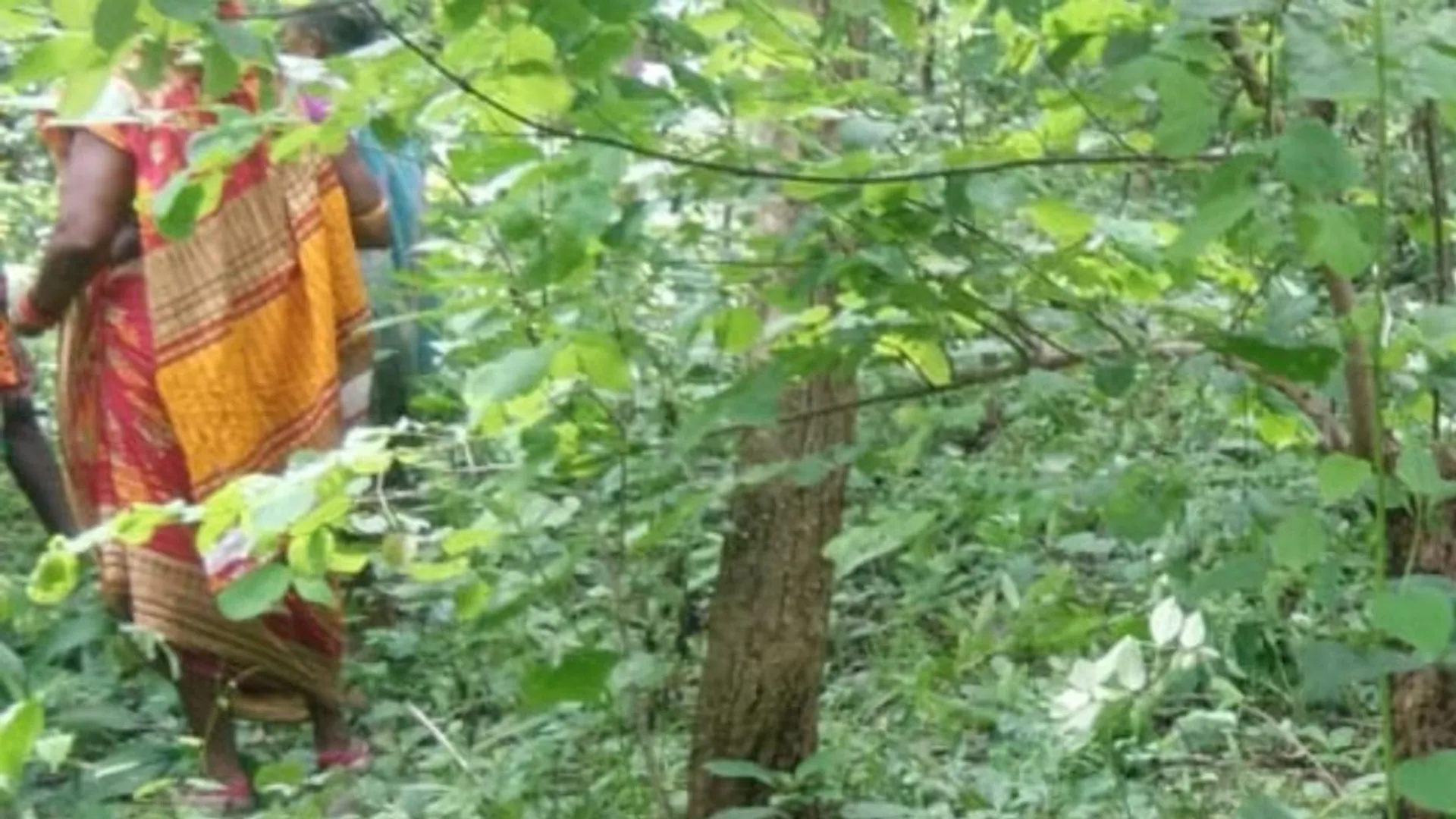 ଝାରସୁଗୁଡ଼ା: ଖଣିଜଙ୍ଗଲ ପାହାଡ଼ର କରଡ଼ାଗଛରେ ମହିଳାଙ୍କ ଝୁଲନ୍ତା ଶବ